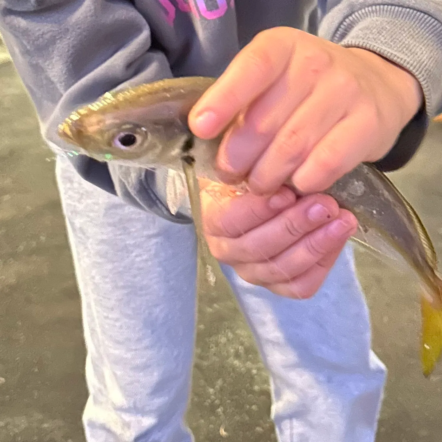 The most recent Yellowtail scad catches on Fishbrain