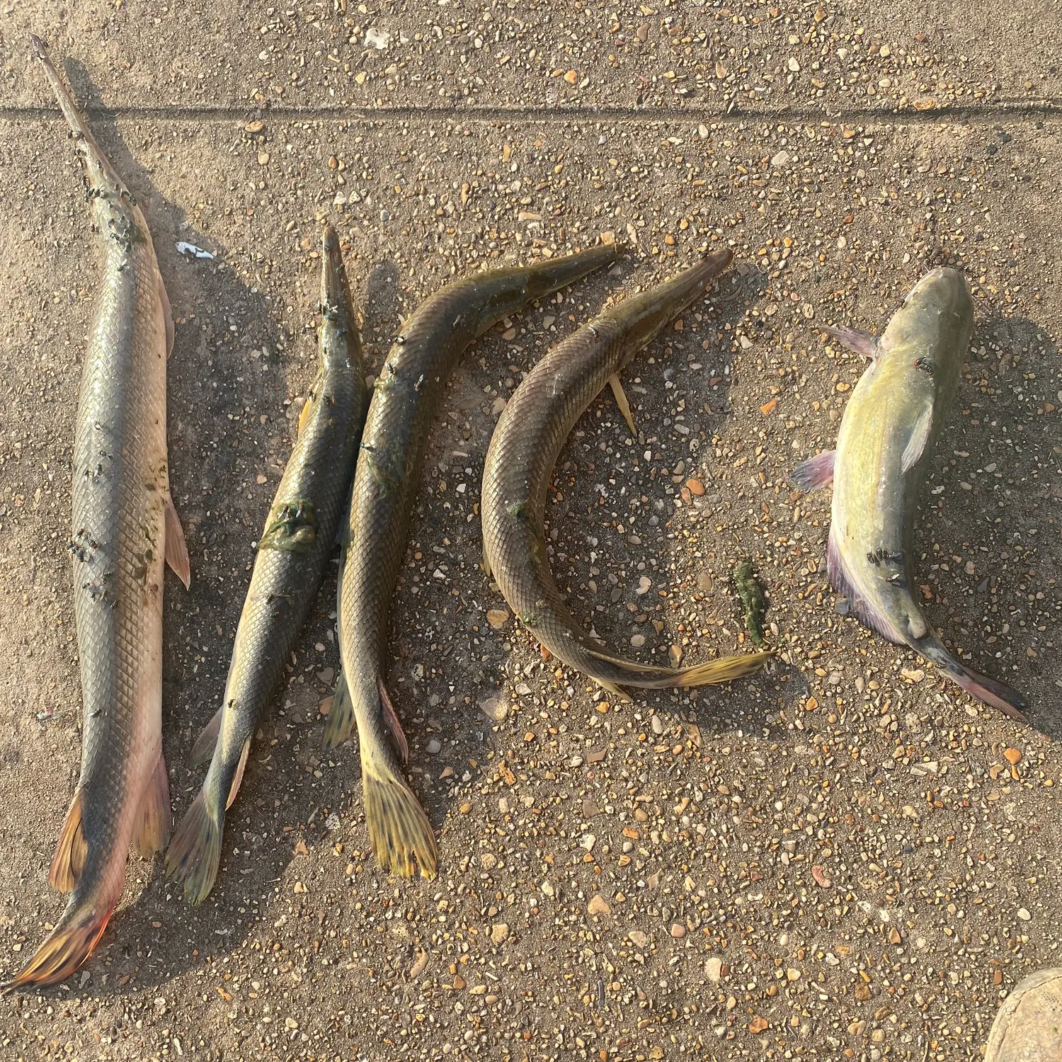 recently logged catches