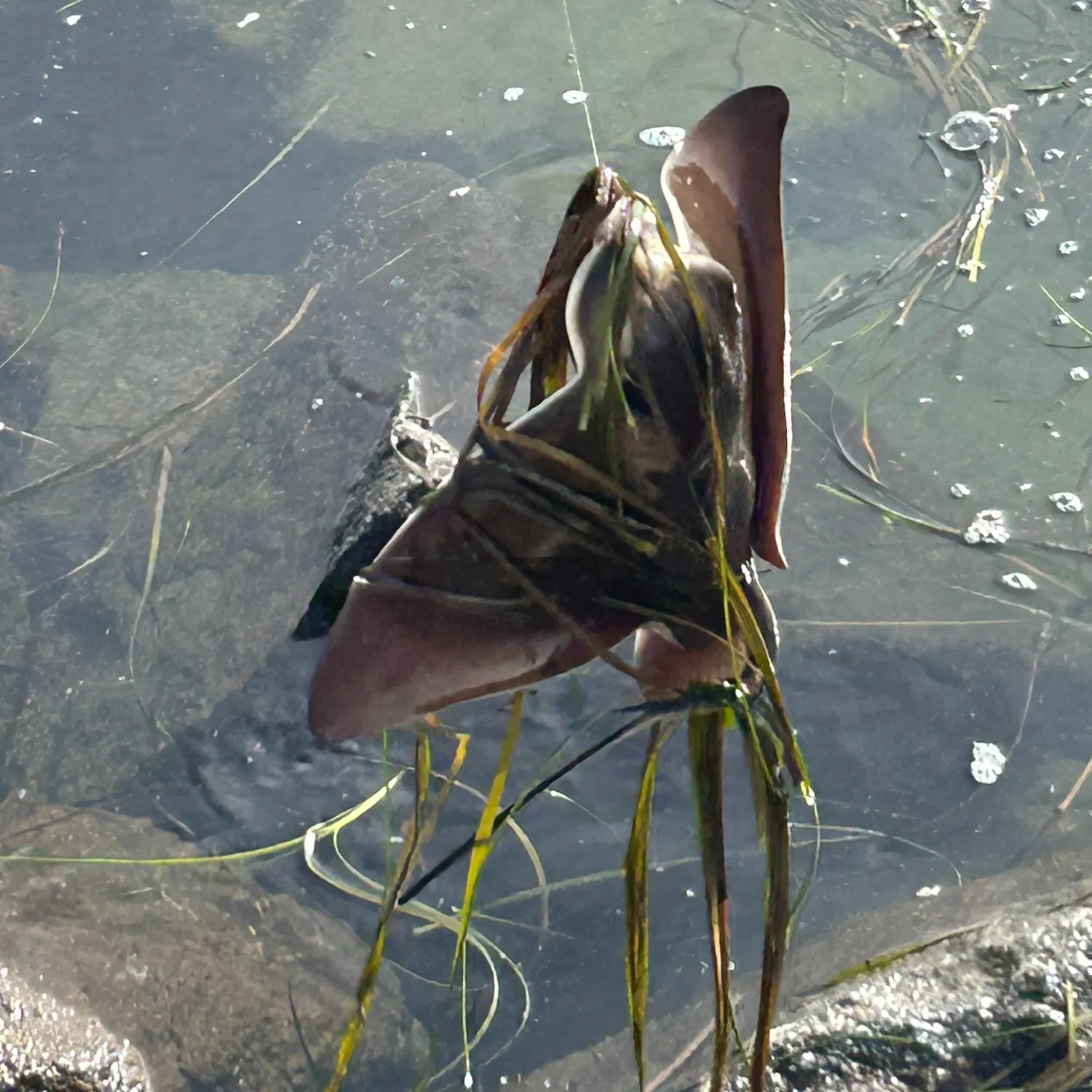 The most recent Southern stingray catches on Fishbrain