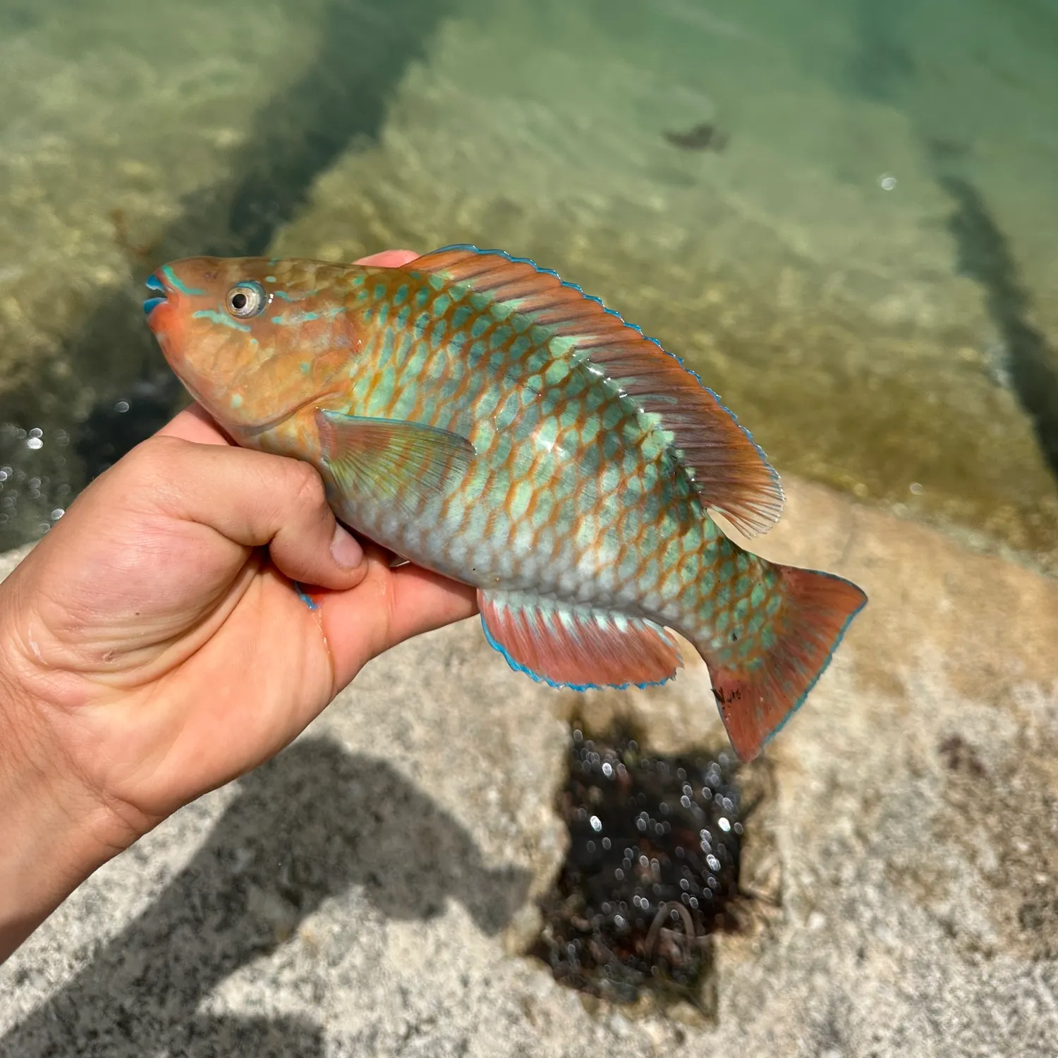The most recent Common parrotfish catches on Fishbrain