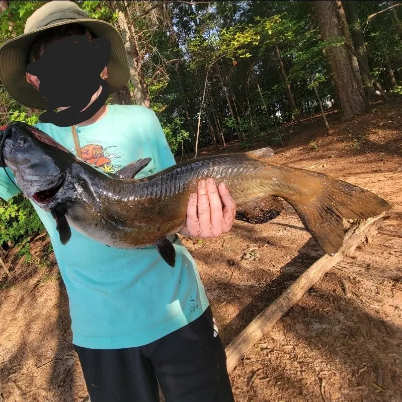Channel catfish caught on Fishbrain