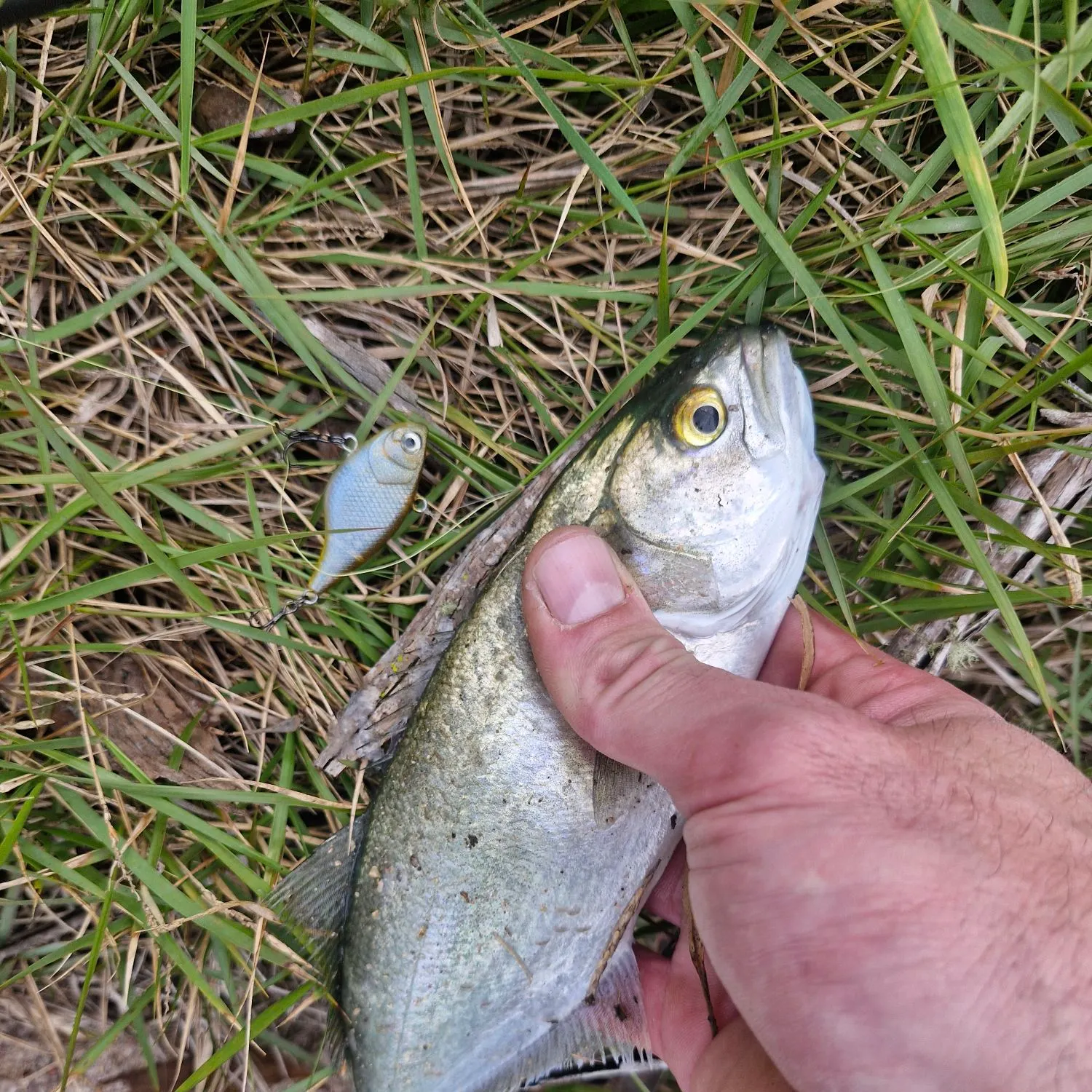 The most recent Bluefish catches on Fishbrain