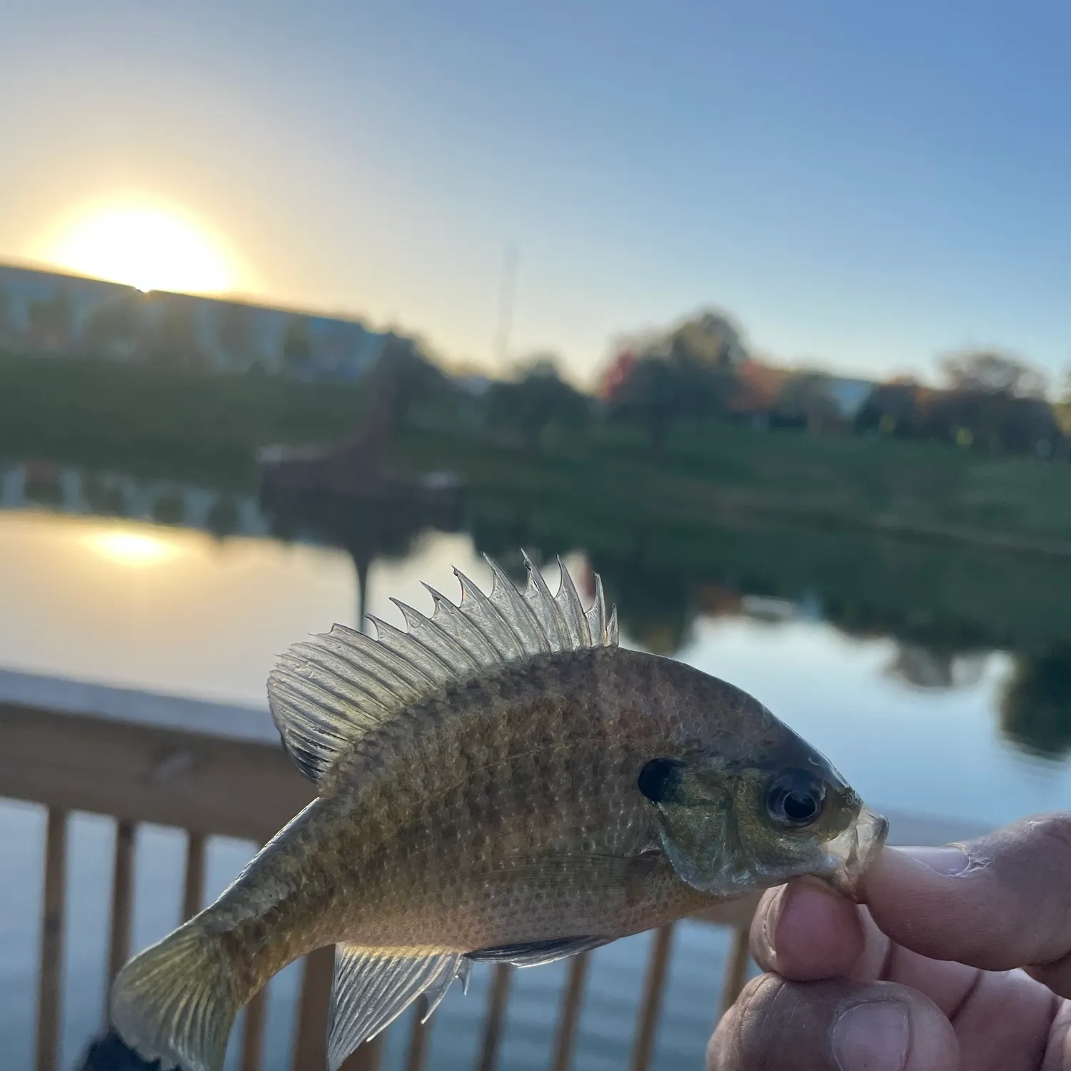 Bluegill caught on Fishbrain