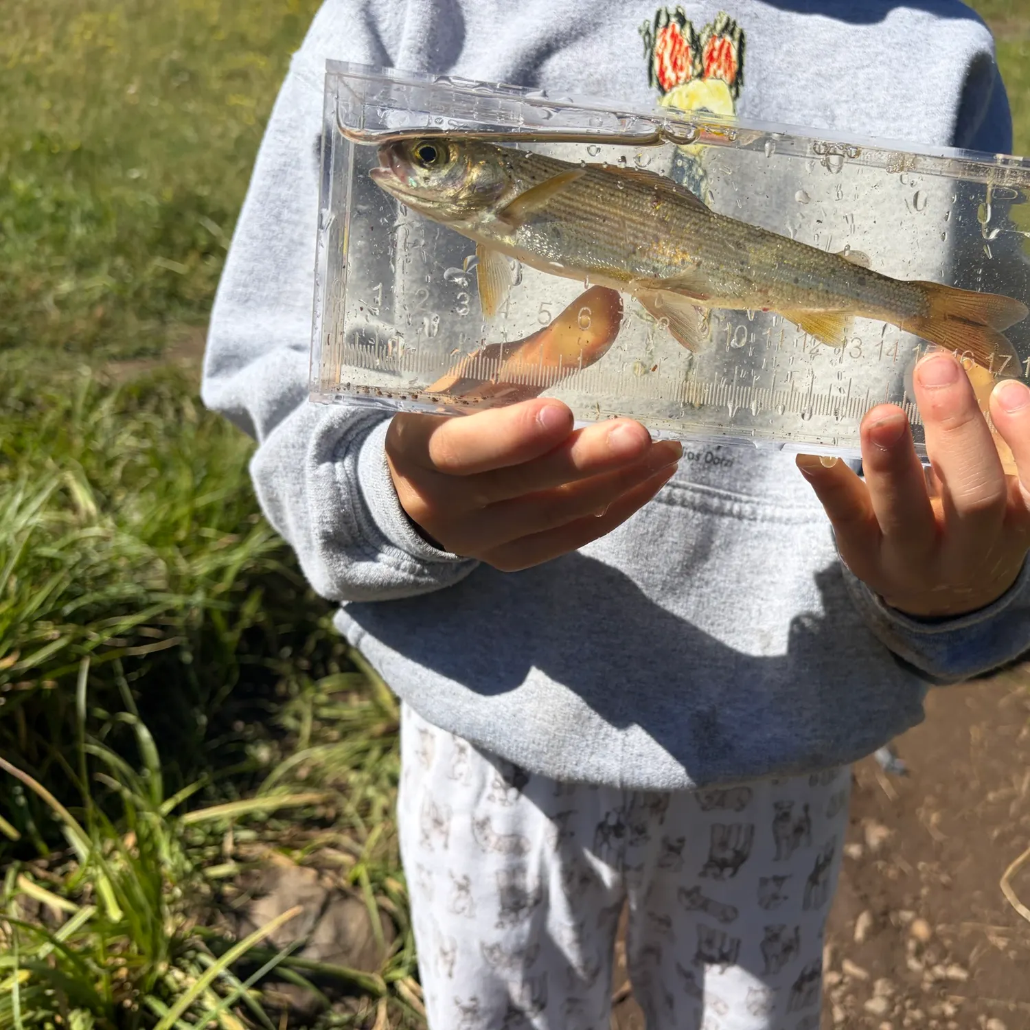 Arctic grayling caught on Fishbrain