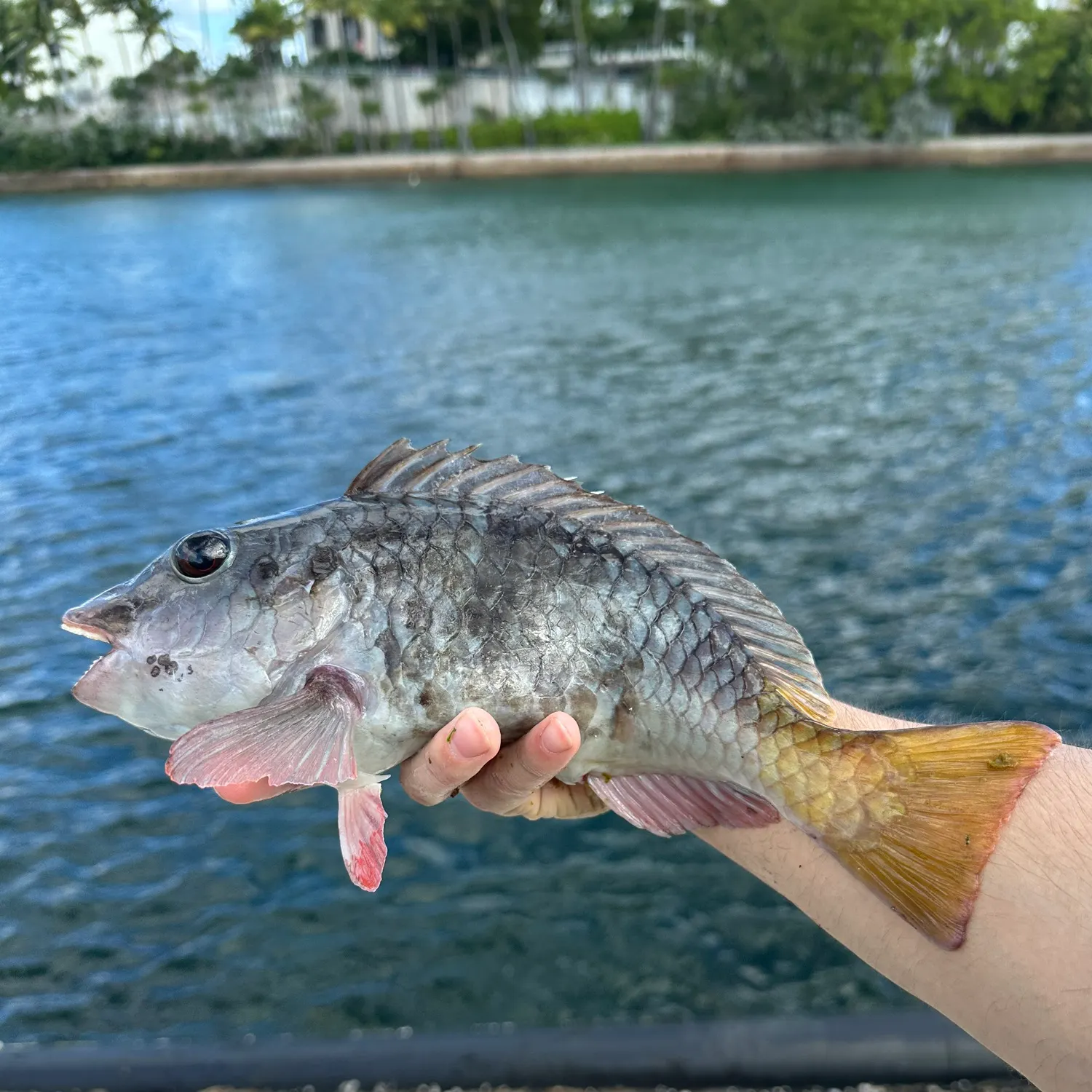 The most recent Redfin parrotfish catches on Fishbrain