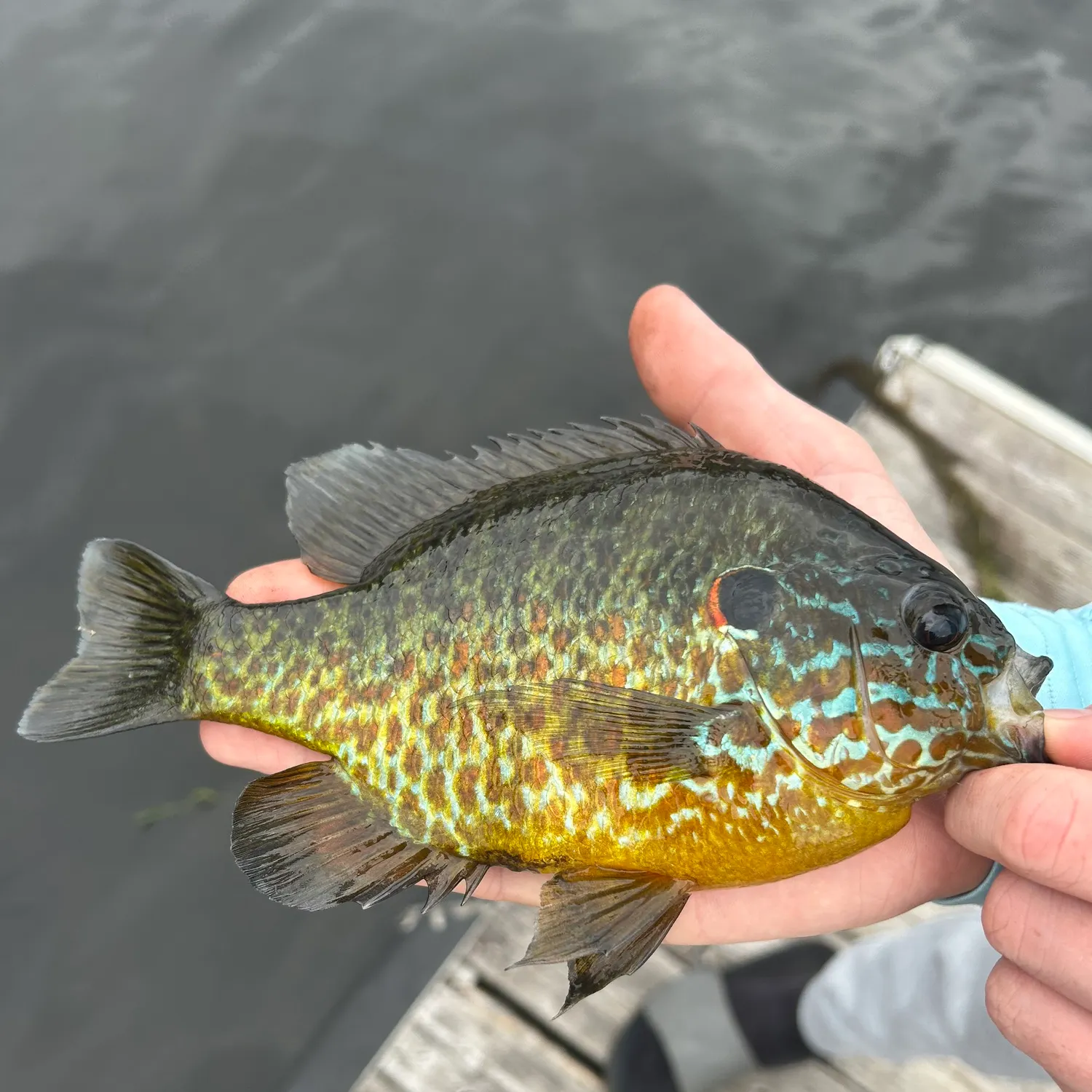Pumpkinseed caught on Fishbrain