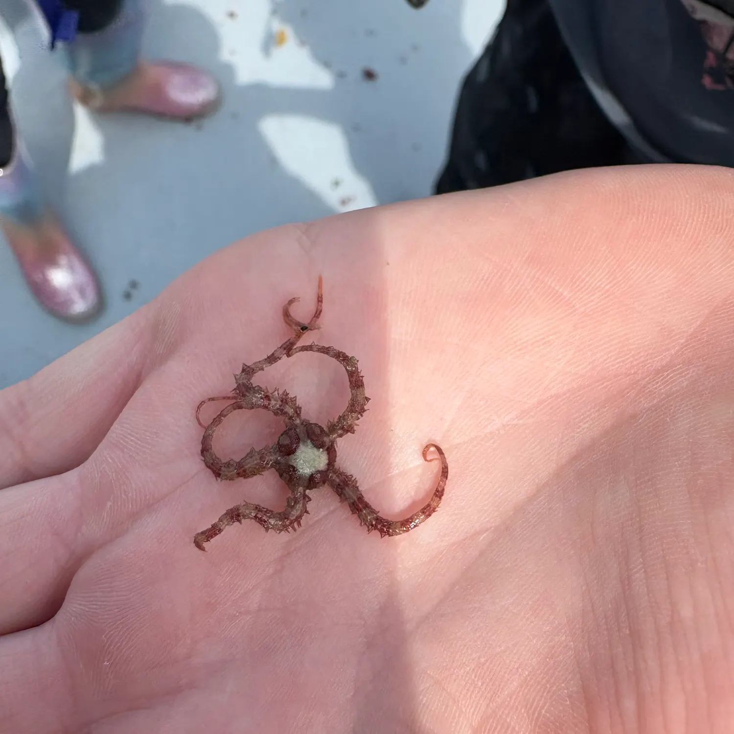 Starry flounder caught on Fishbrain