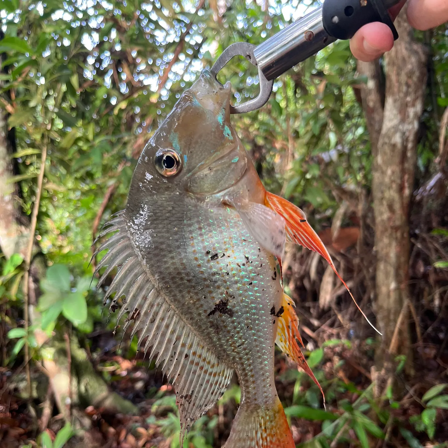 The most recent Eartheater cichlid catches on Fishbrain