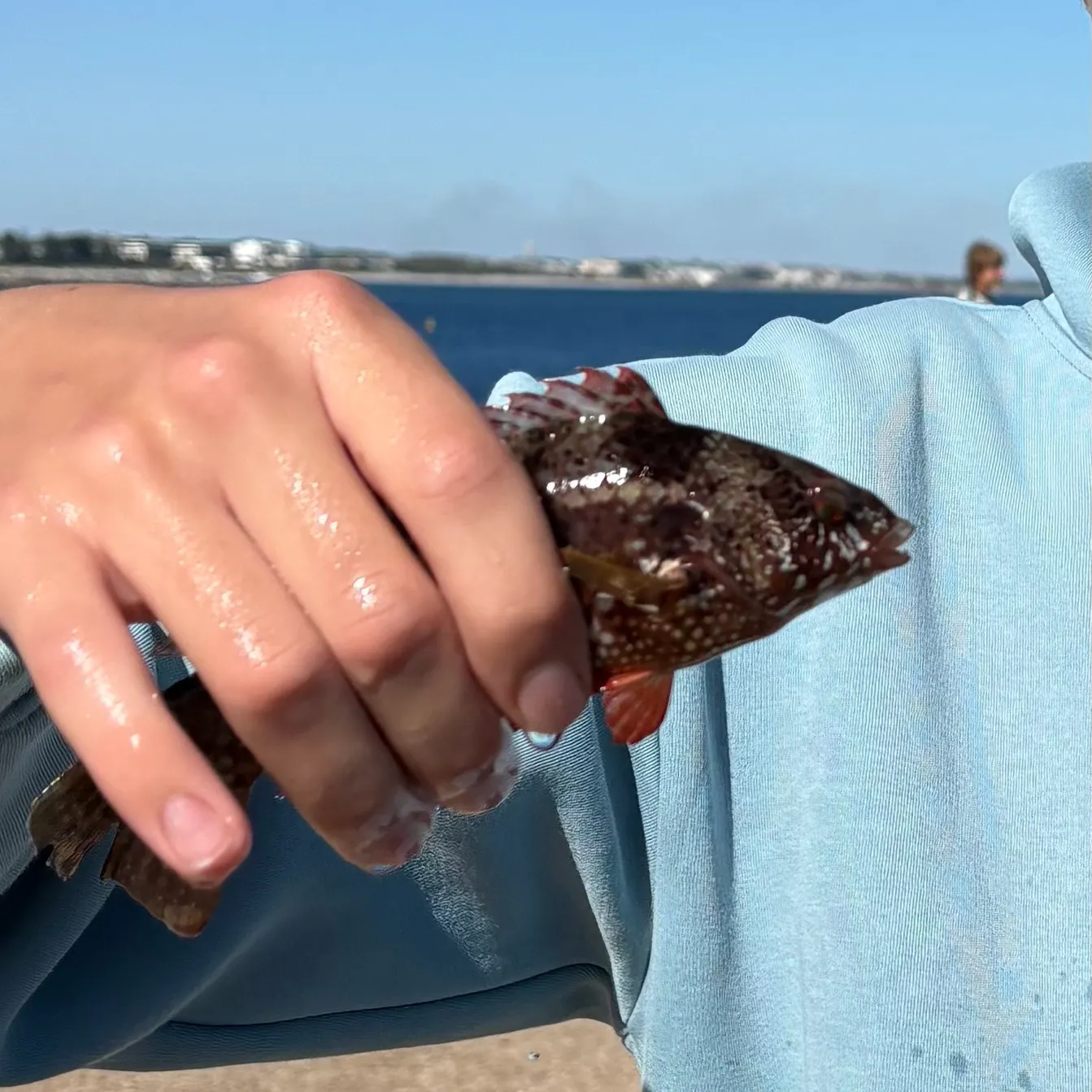 The most recent Bluespotted wrasse catches on Fishbrain