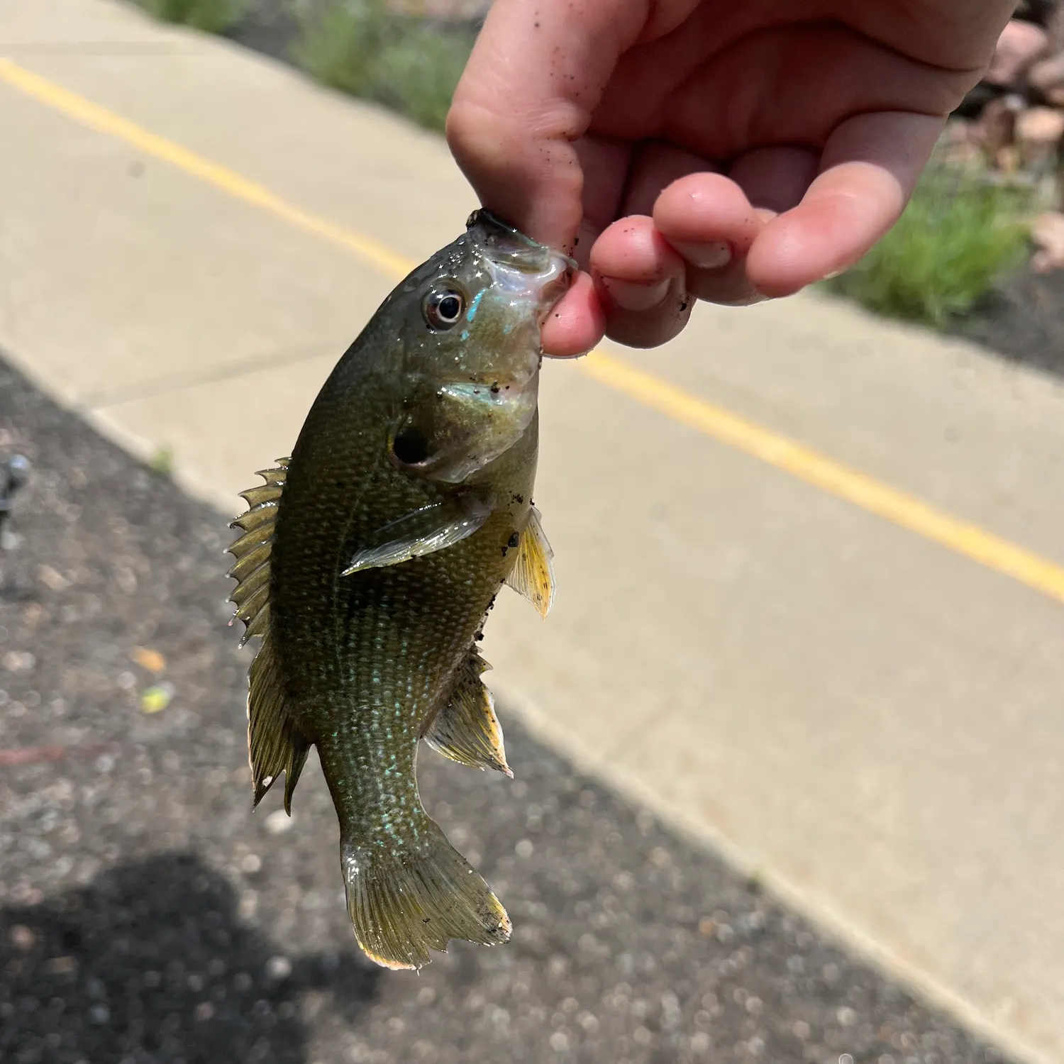 catch