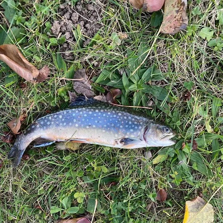 Brook trout caught on Fishbrain
