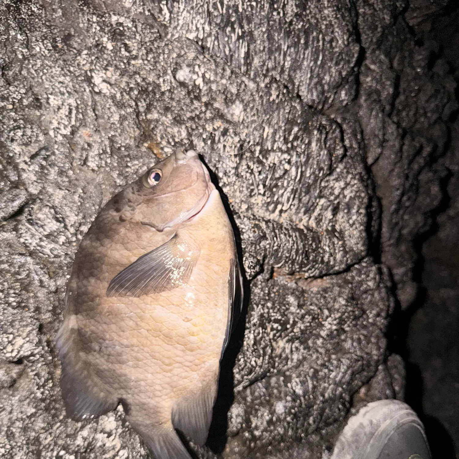 The most recent Blackspot sergeant catches on Fishbrain