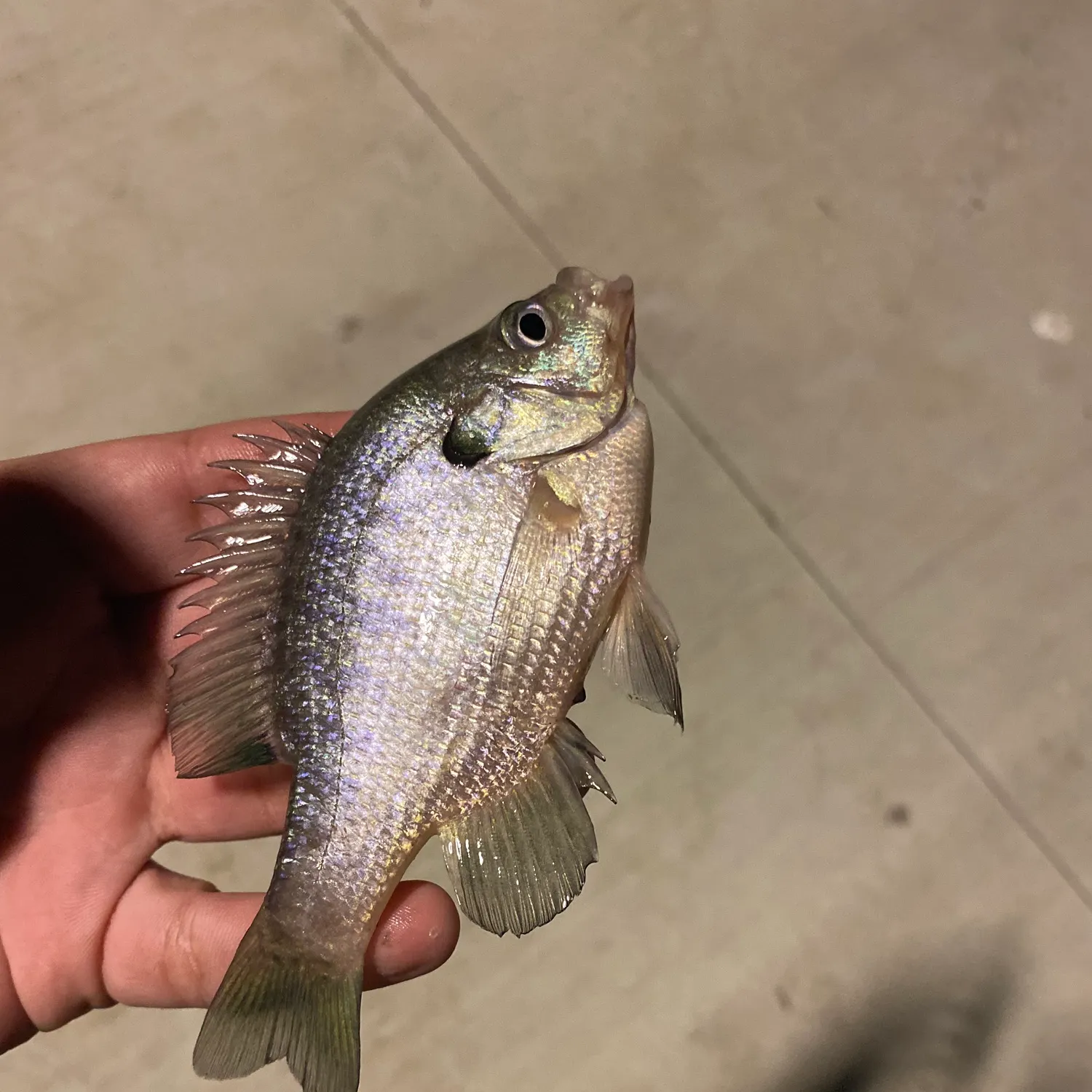 The most recent Bluegill catches on Fishbrain