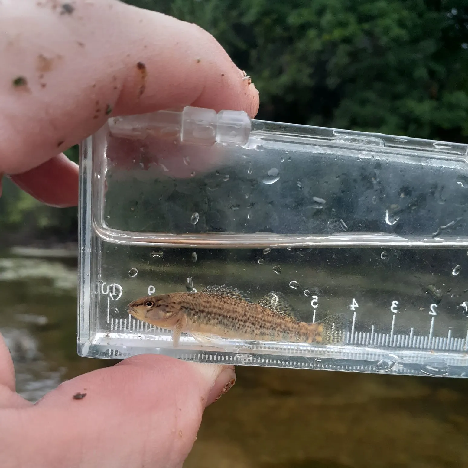 The most recent Orangethroat darter catches on Fishbrain