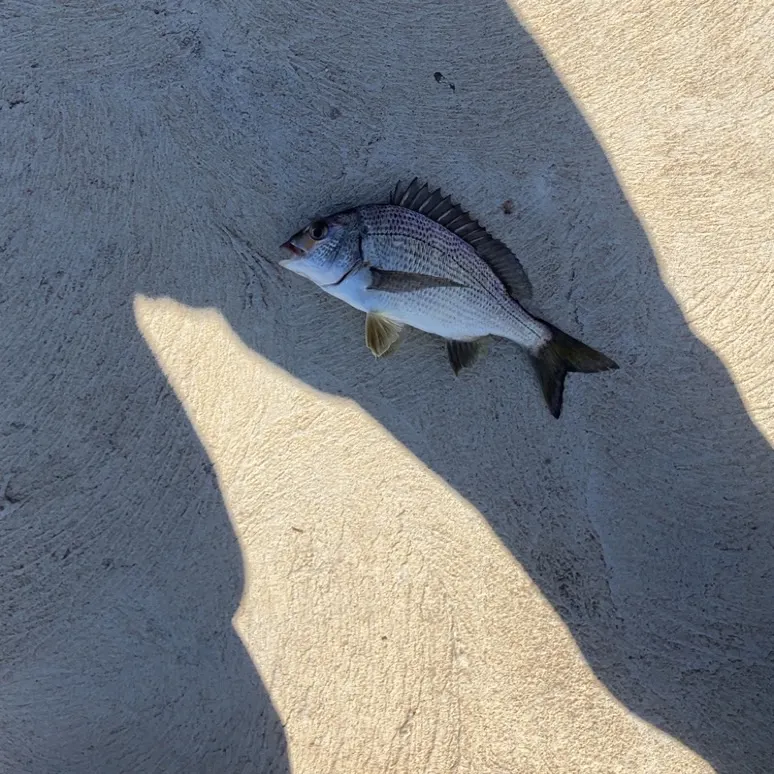 Southern black bream caught on Fishbrain