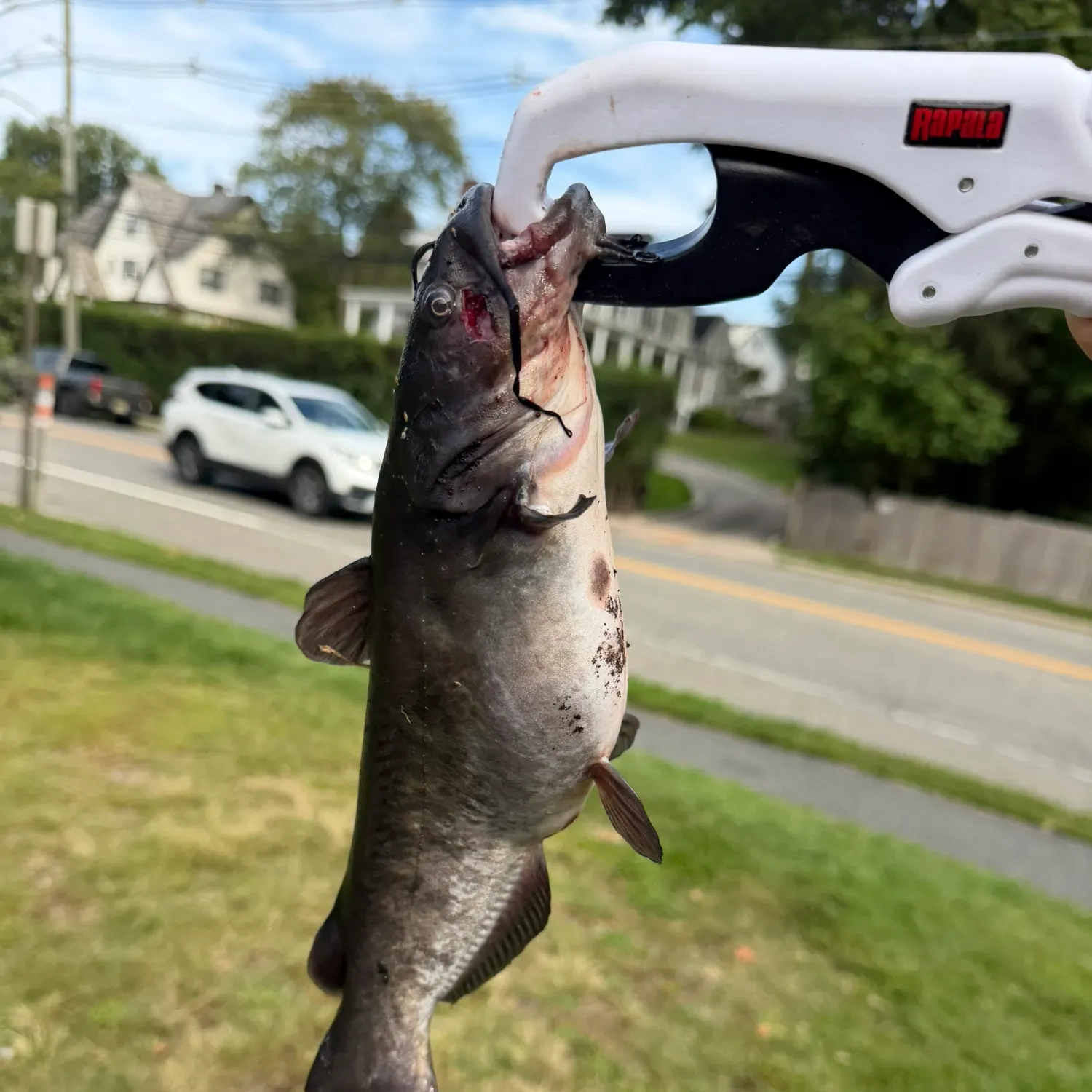 Black bullhead caught on Fishbrain