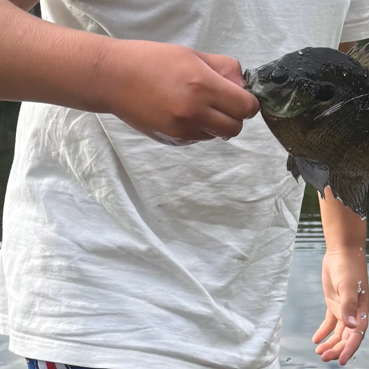 Bluegill caught on Fishbrain
