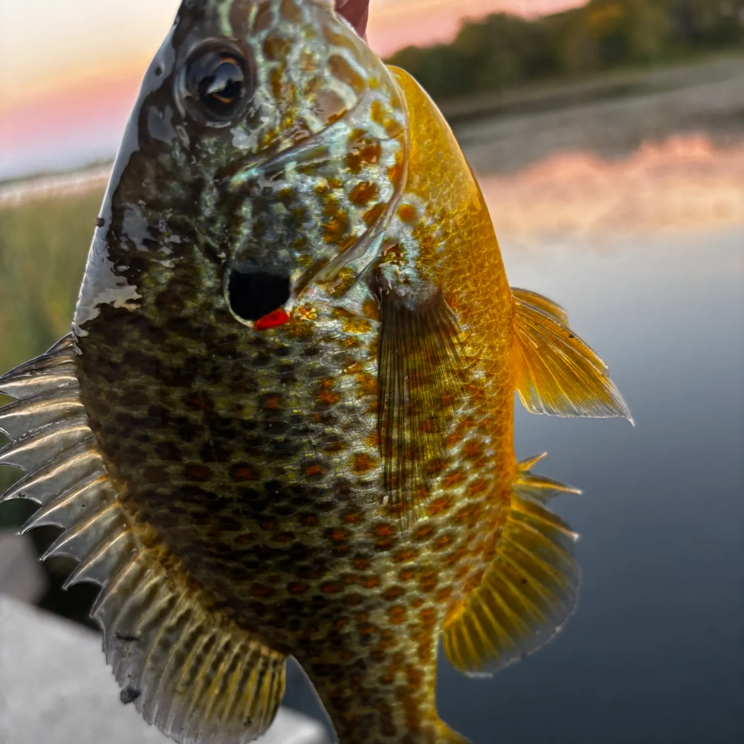 Pumpkinseed caught on Fishbrain