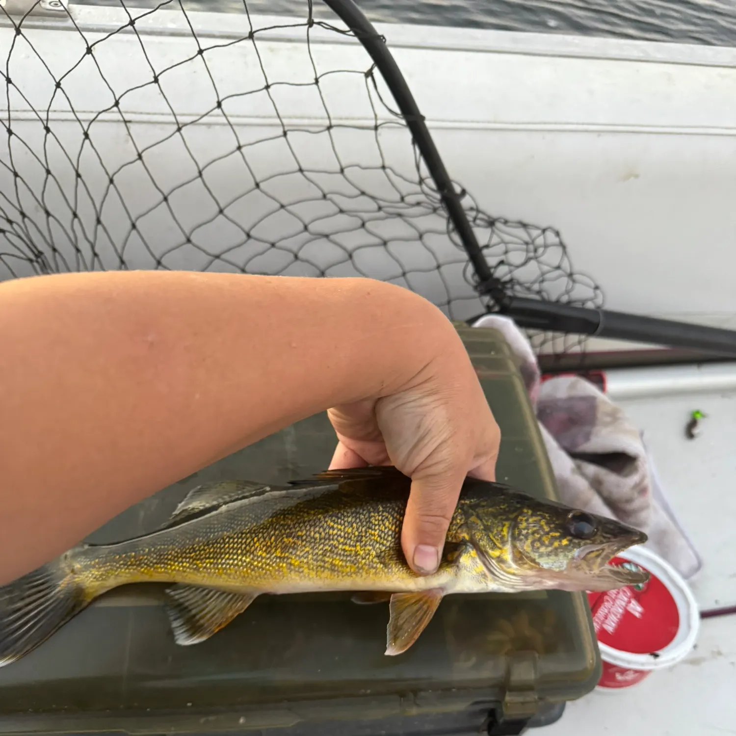 Walleye caught on Fishbrain