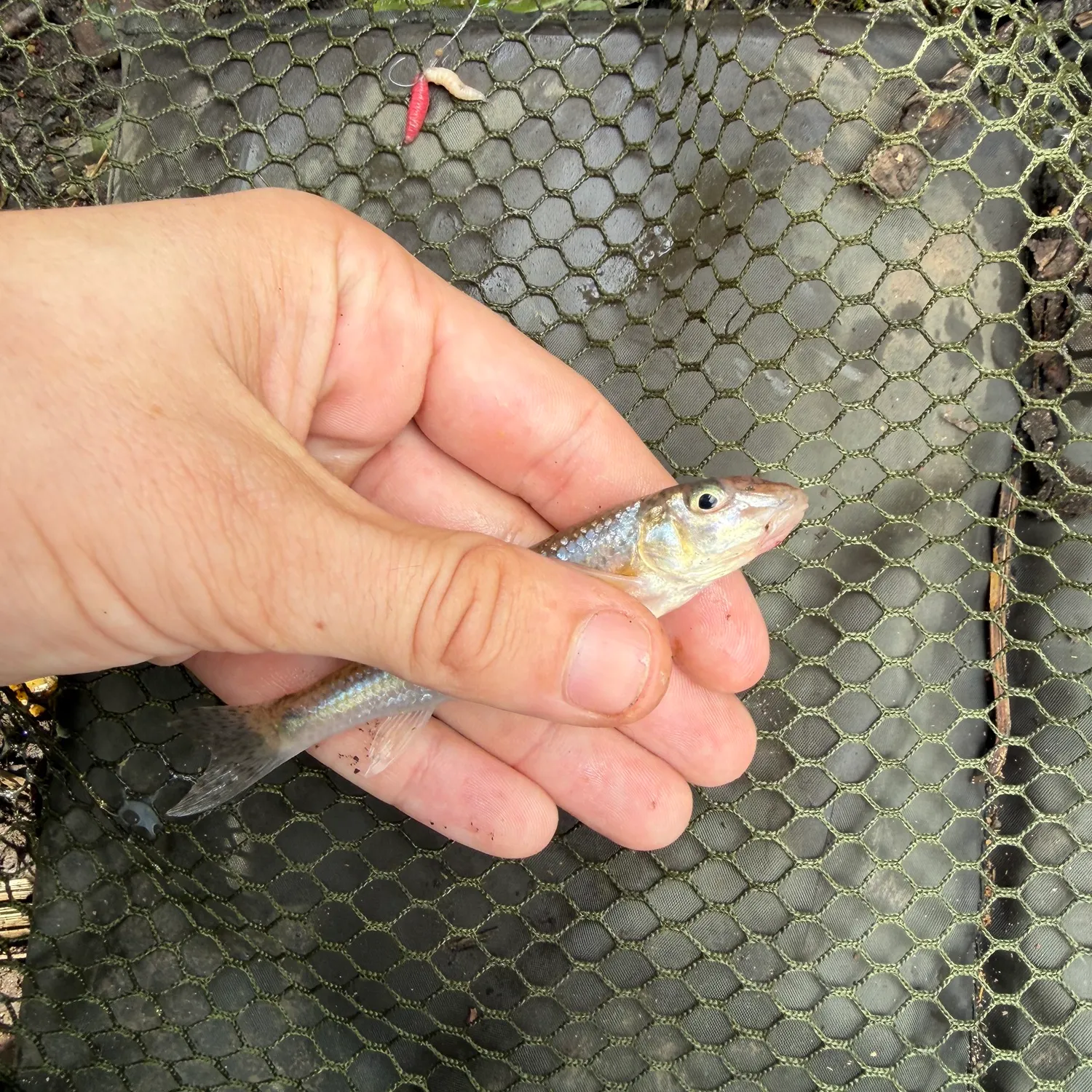 Gudgeon caught on Fishbrain