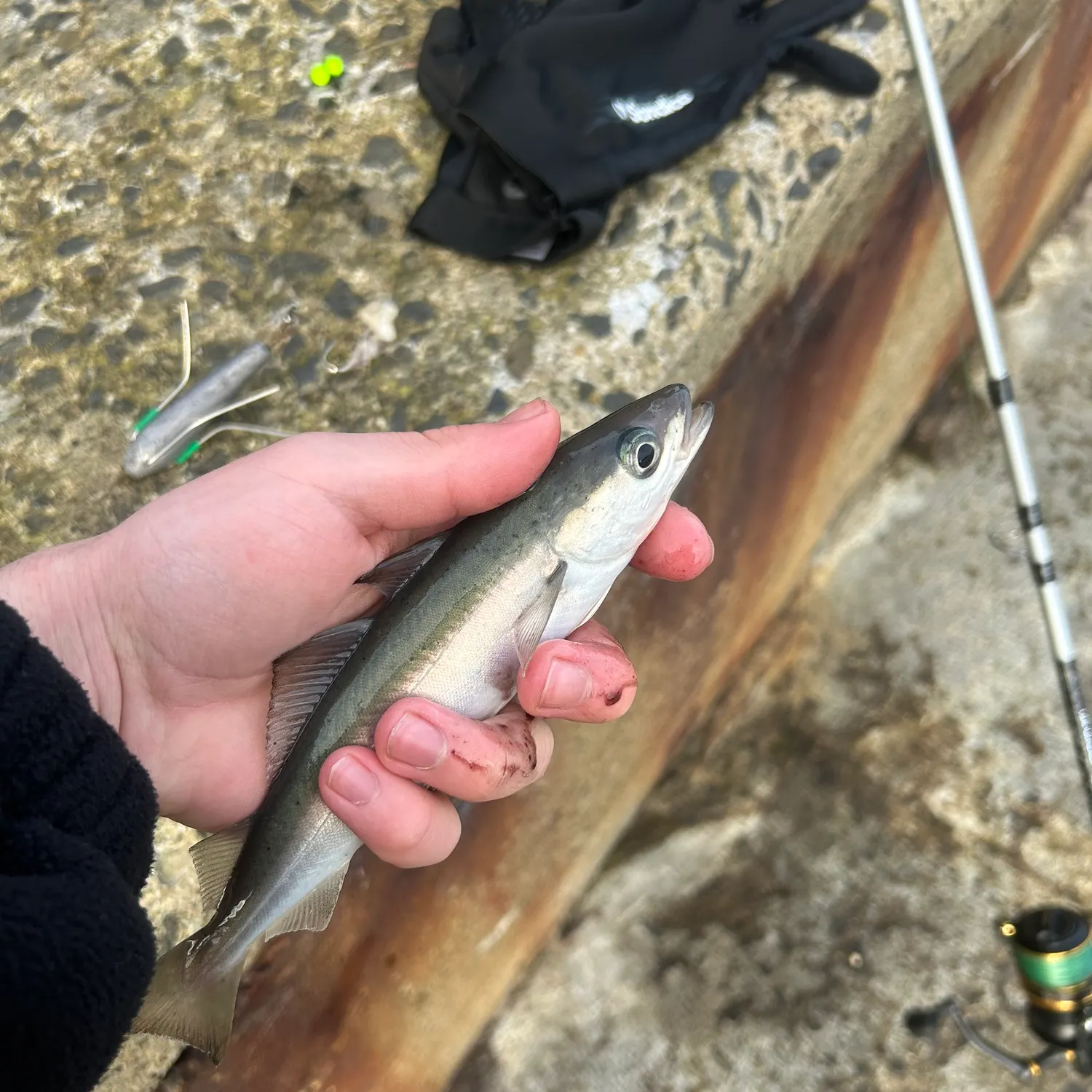 The most recent Atlantic pollock catches on Fishbrain