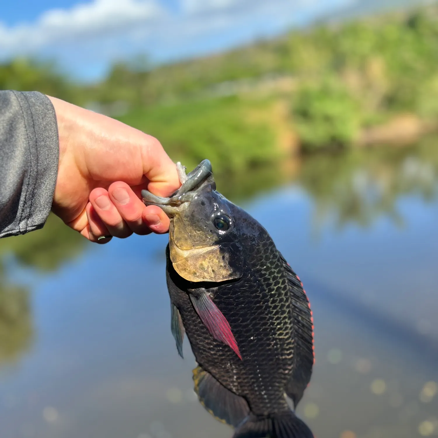 The most recent Mozambique tilapia catches on Fishbrain