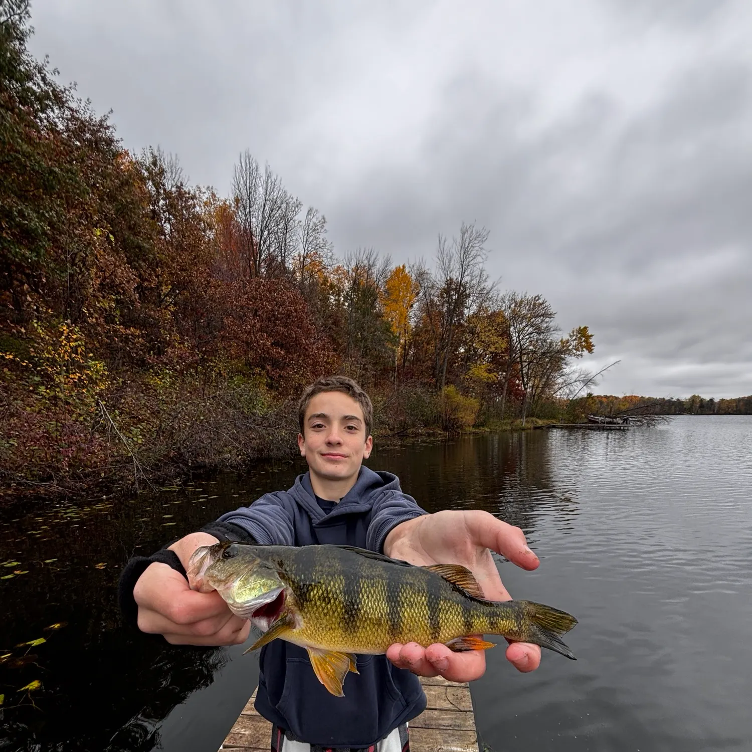 Yellow perch caught on Fishbrain