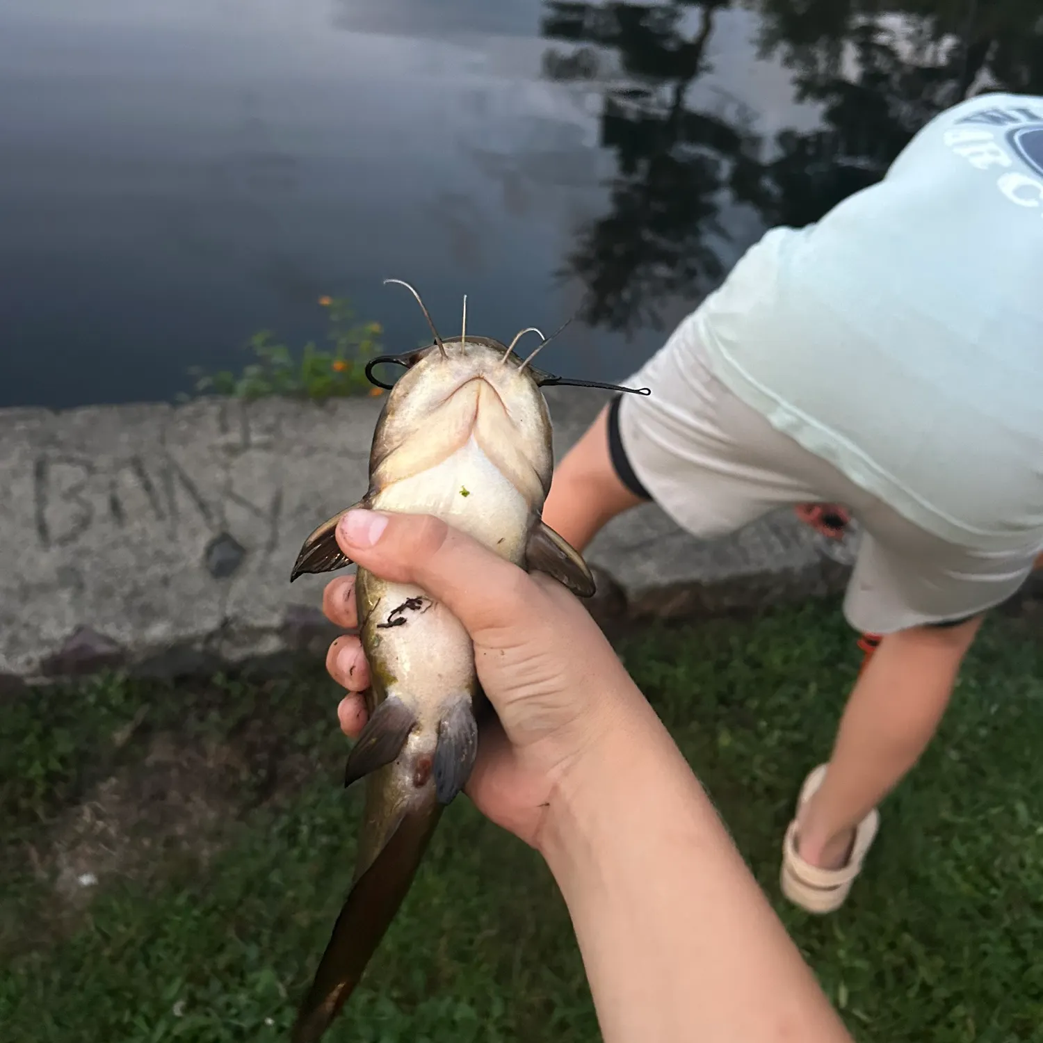 Yellow bullhead caught on Fishbrain