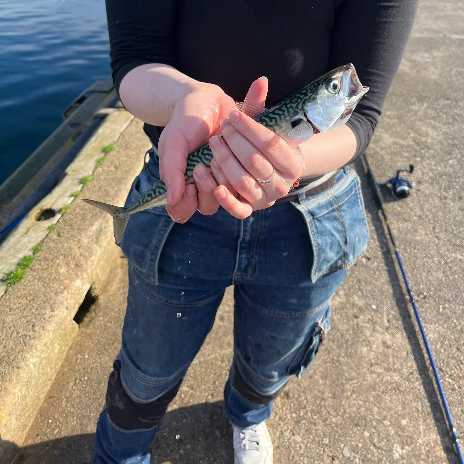 The most recent Atlantic mackerel catches on Fishbrain