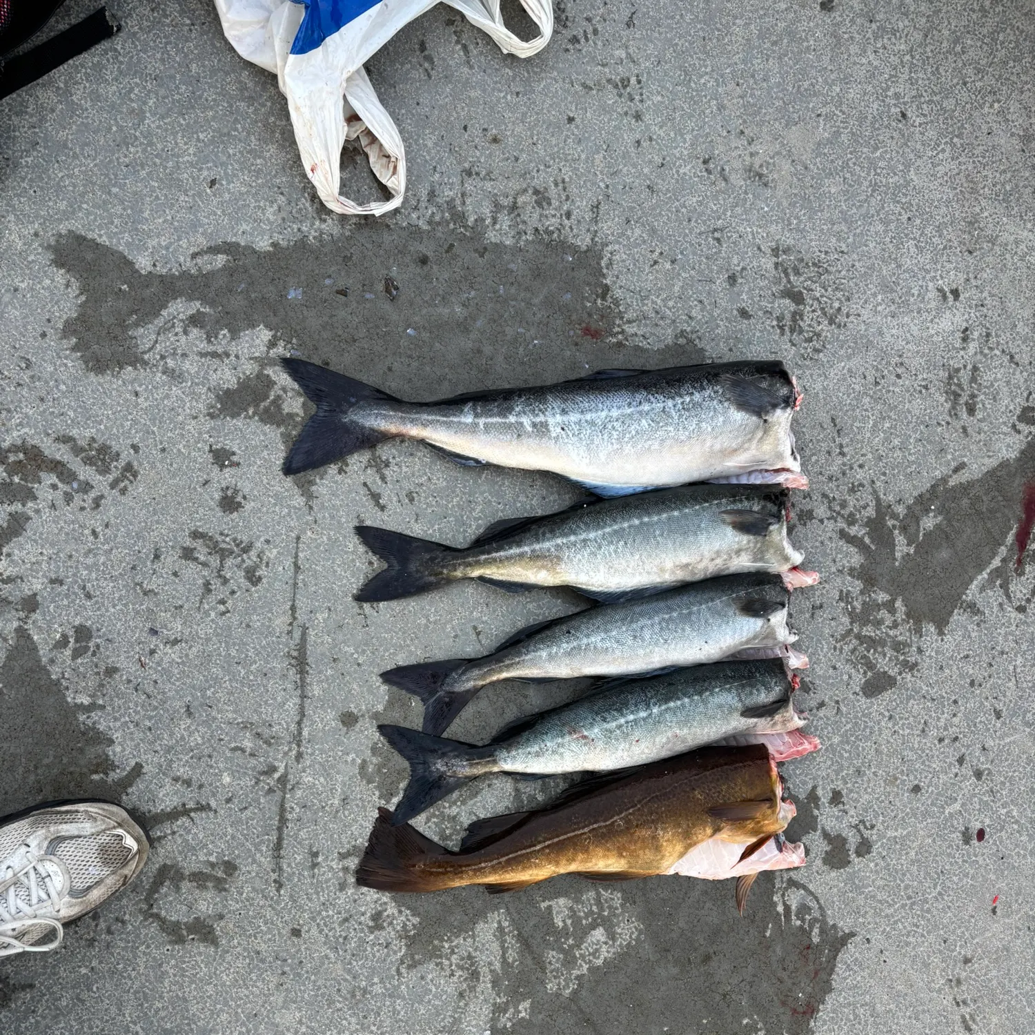The most recent Atlantic pollock catches on Fishbrain