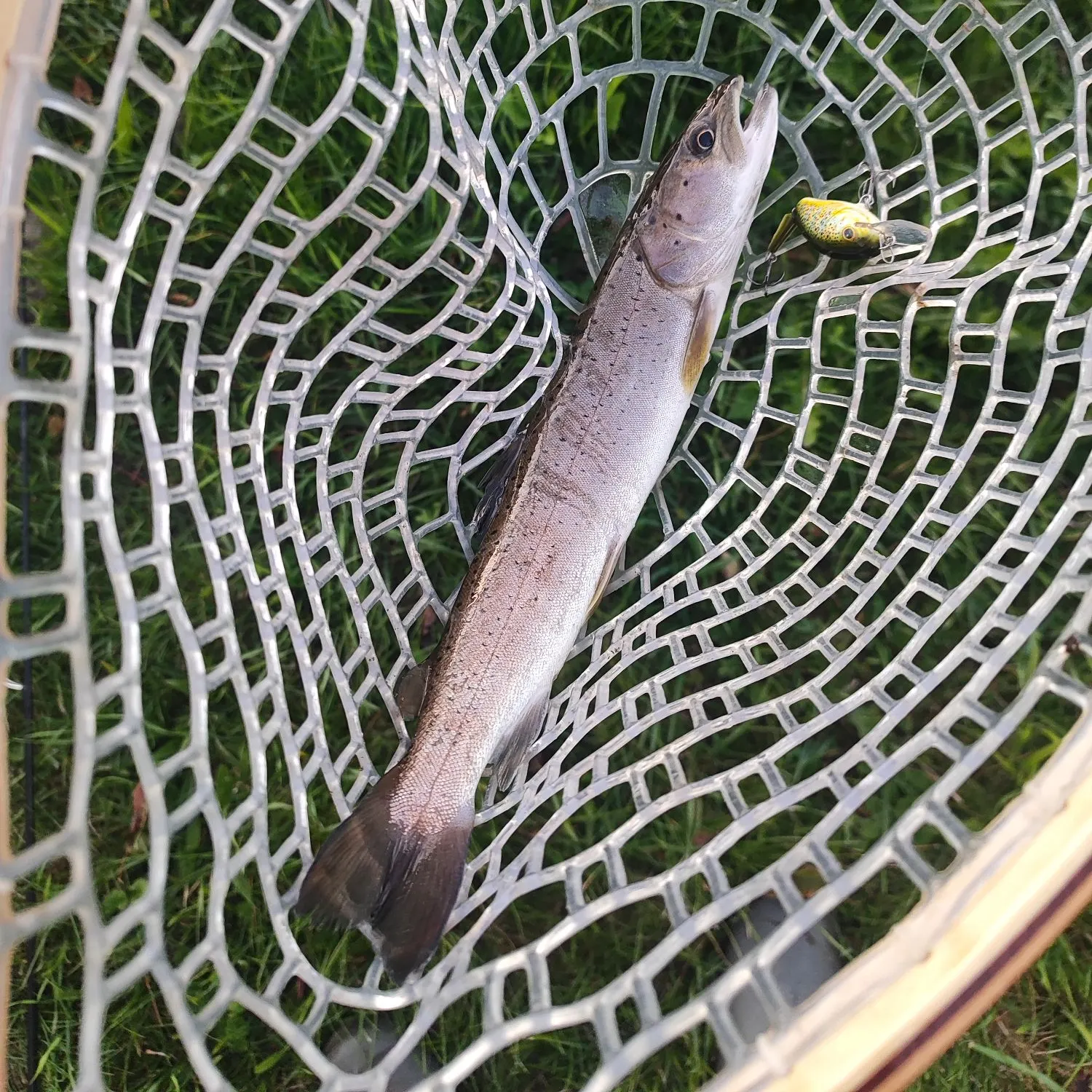 The most recent Huchen catches on Fishbrain