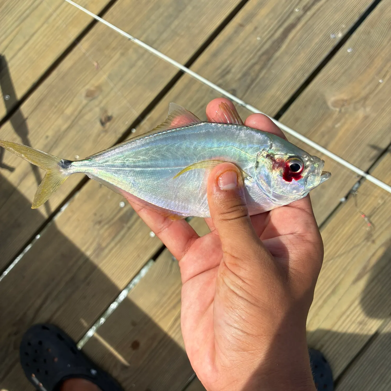 Atlantic bumper caught on Fishbrain