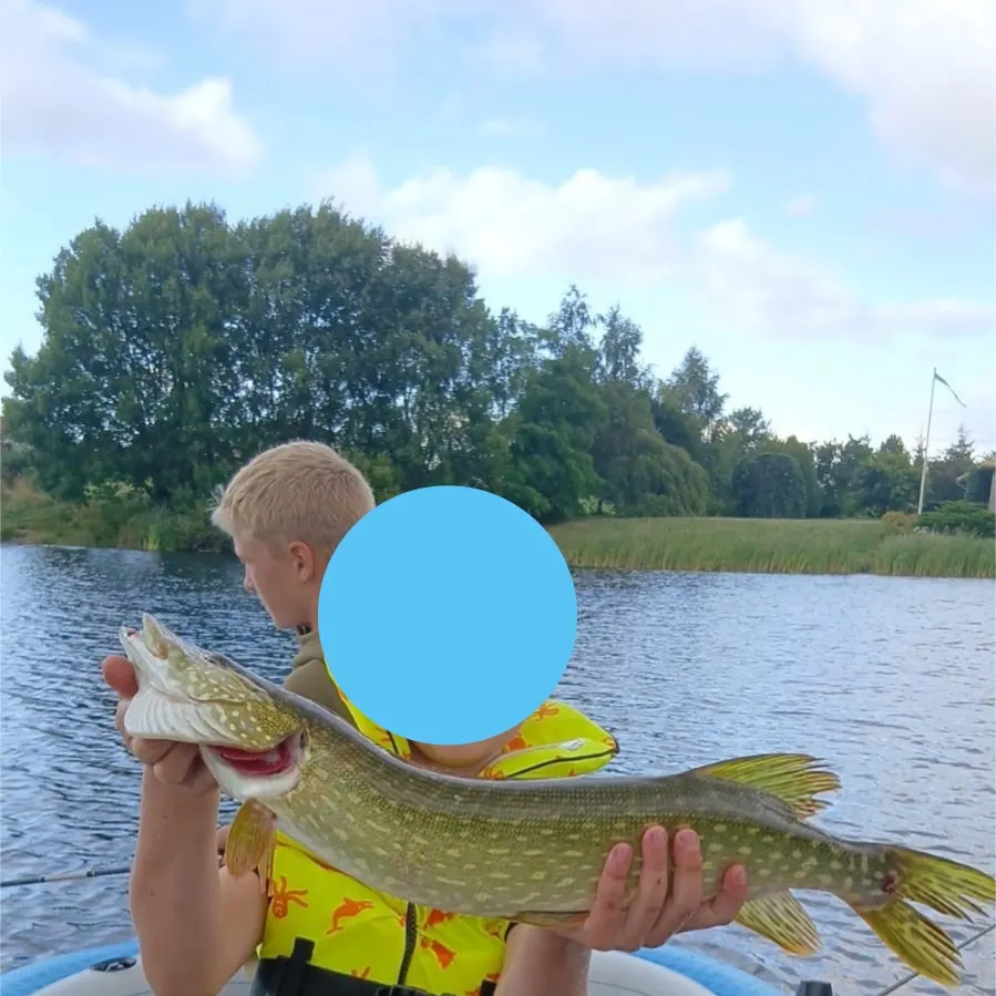 Northern pike caught on Fishbrain