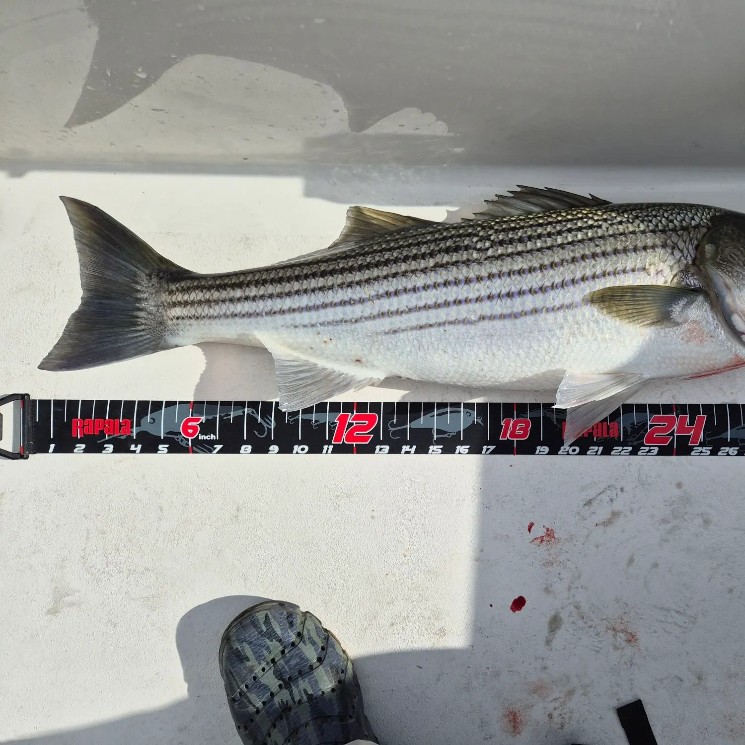 Striped bass caught on Fishbrain