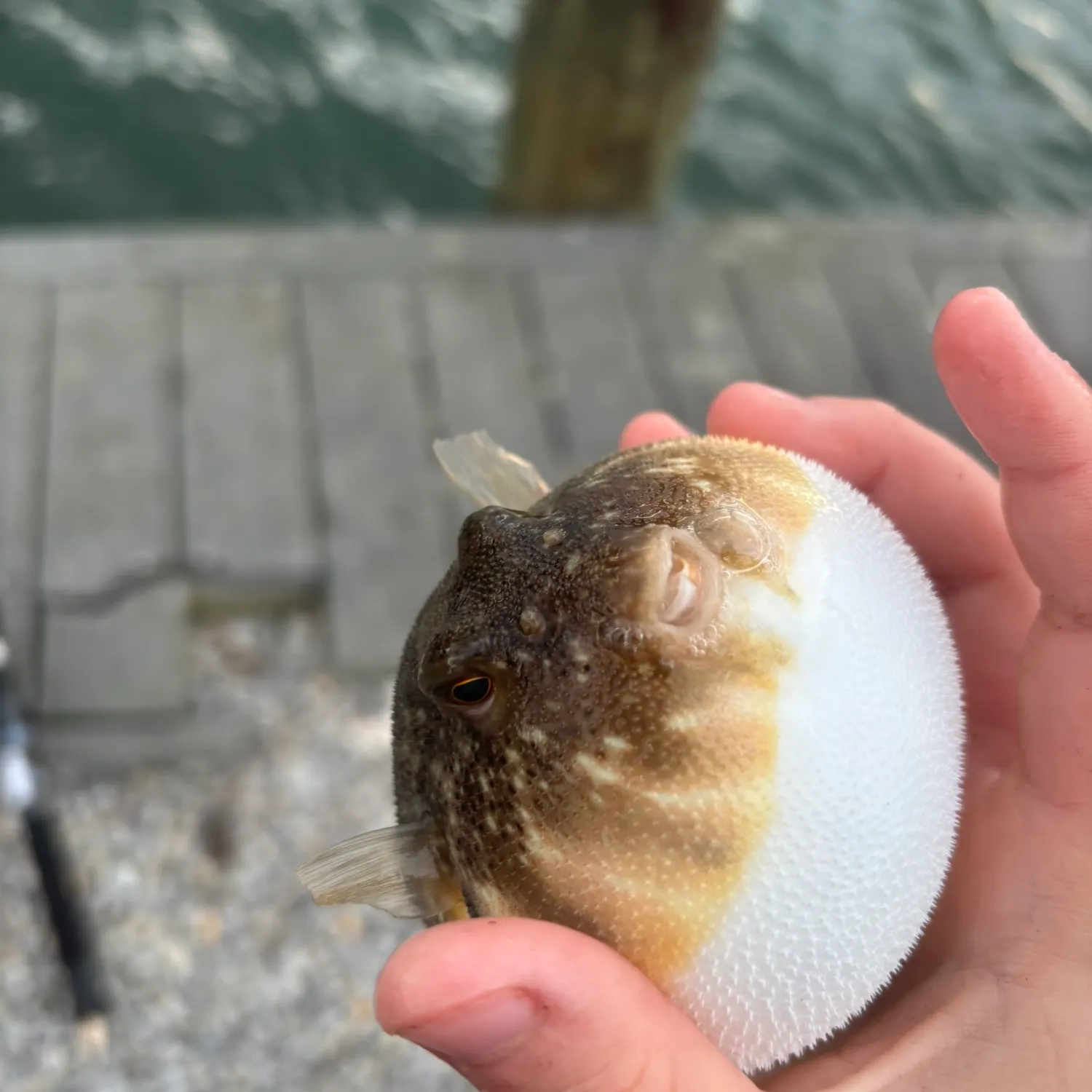 Northern puffer caught on Fishbrain