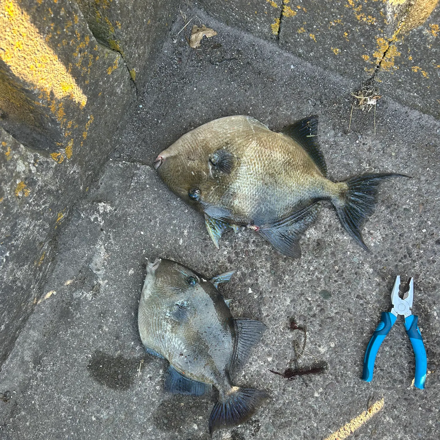 recently logged catches