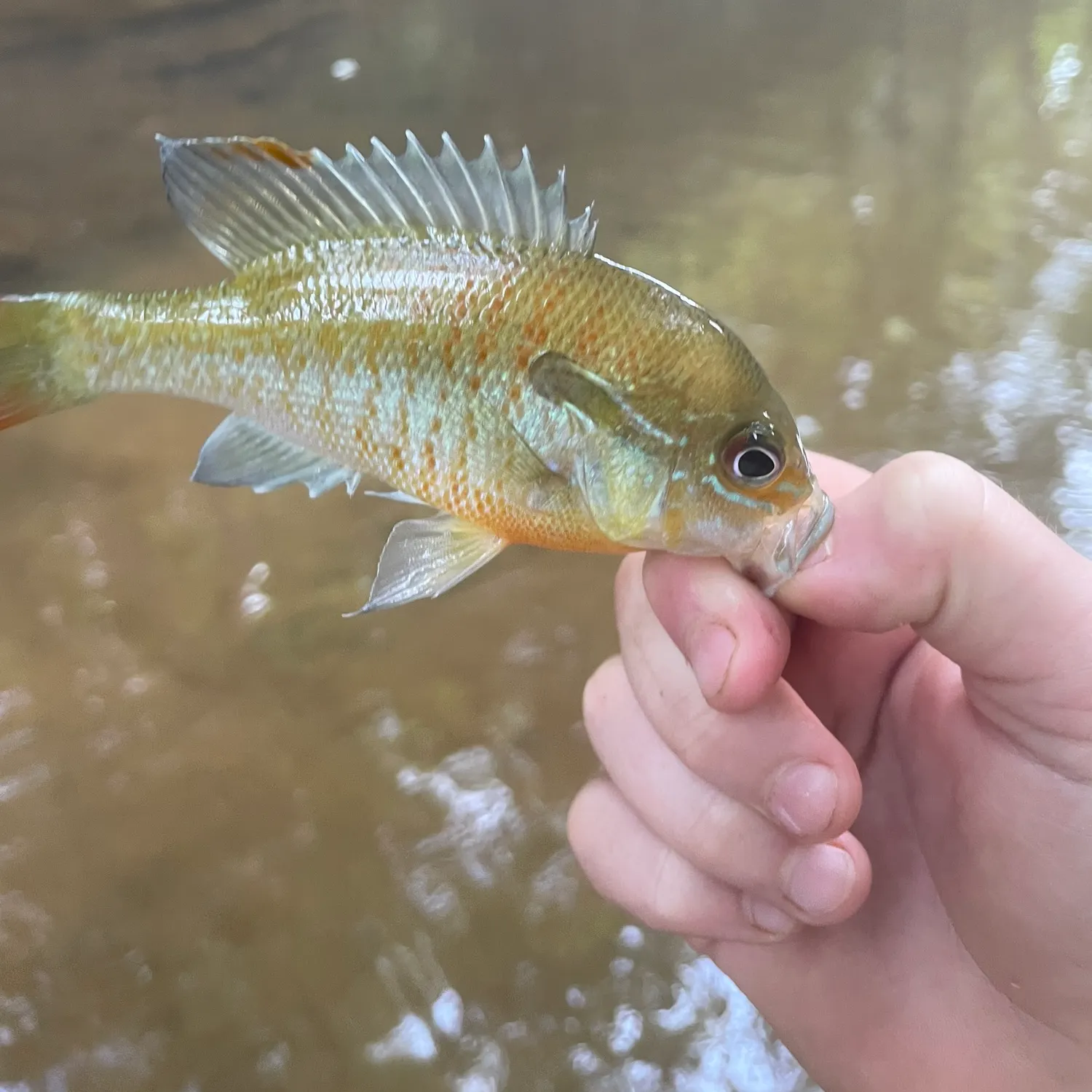 Longear sunfish caught on Fishbrain