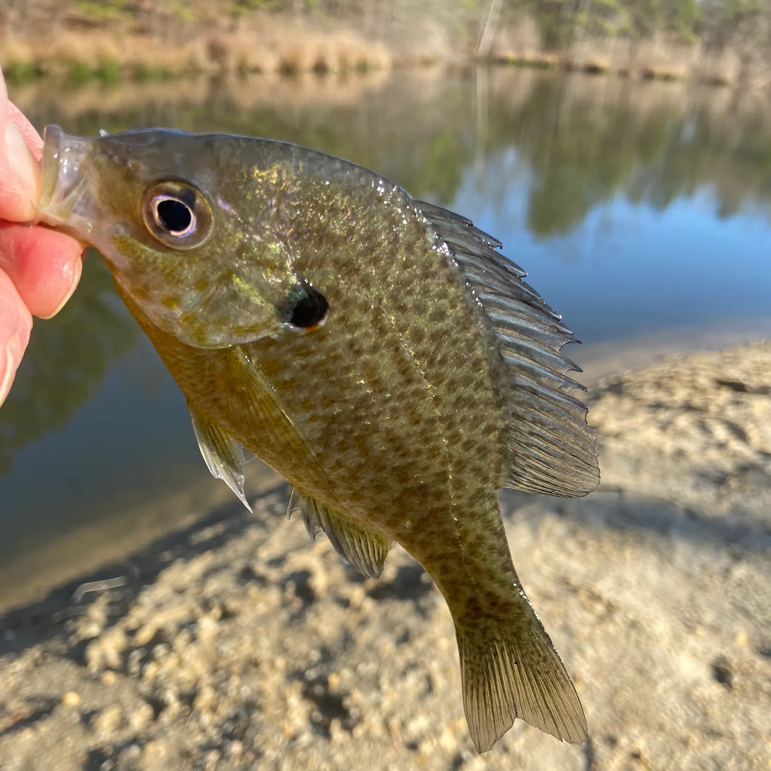 Bluegill caught on Fishbrain