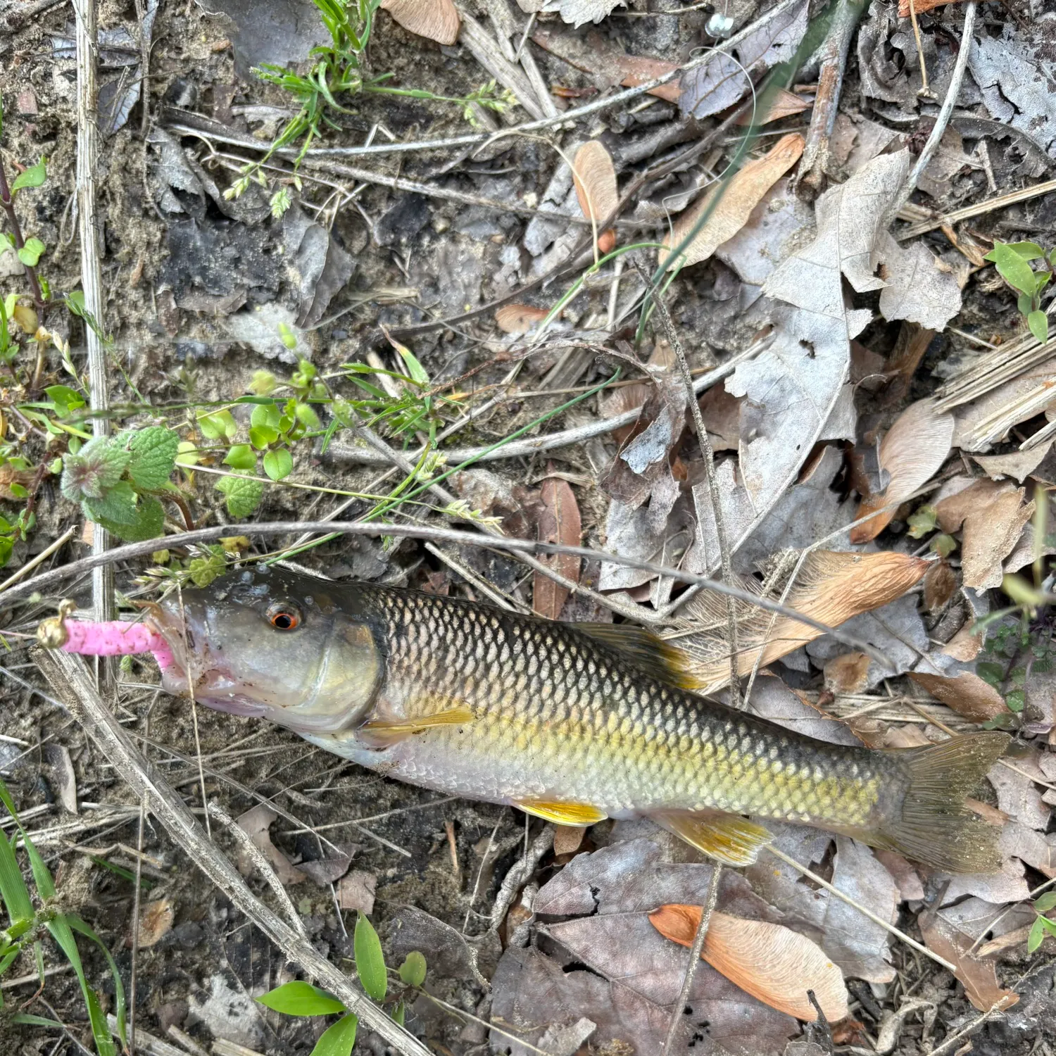 The most popular recent Bluehead chub catch on Fishbrain