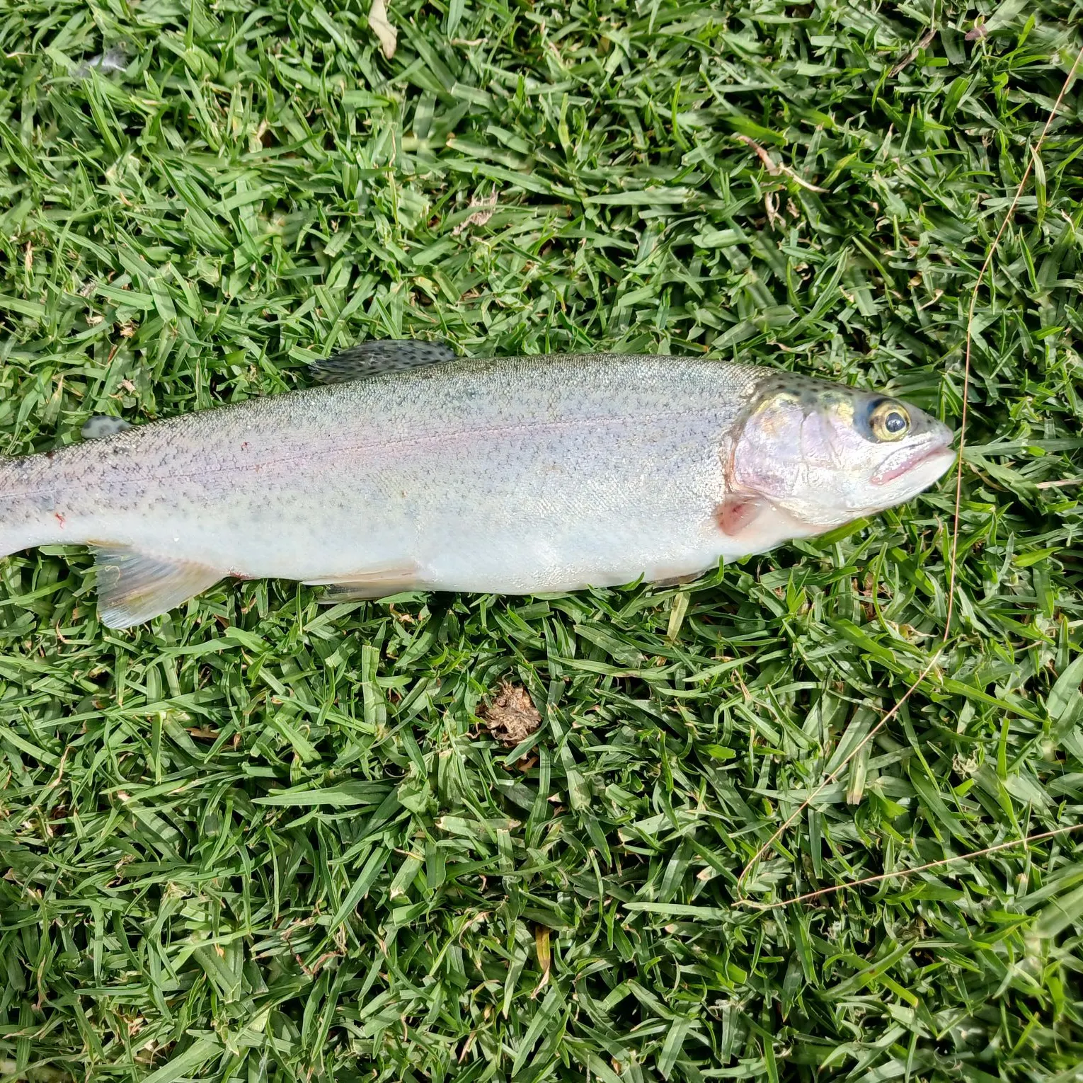 Rainbow trout caught on Fishbrain