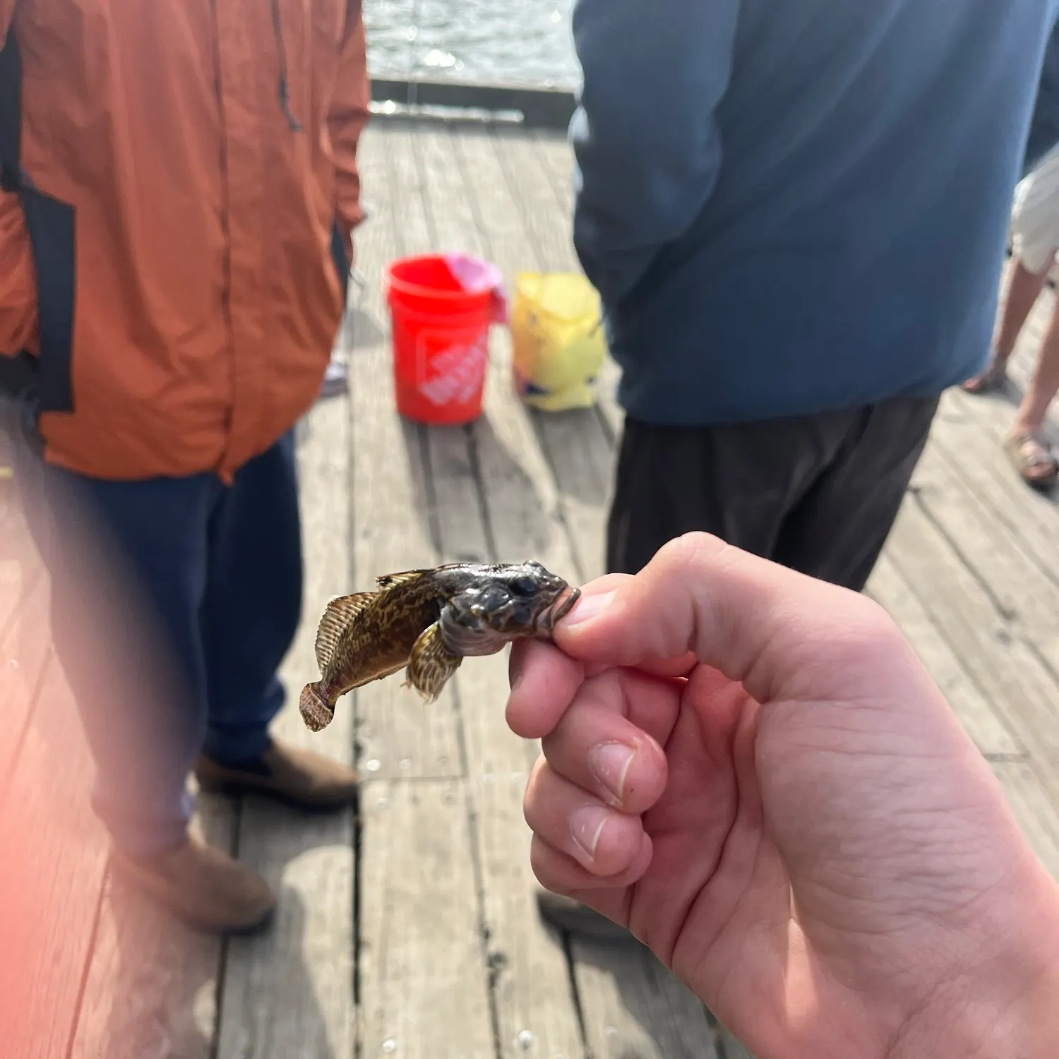 The most recent Shorthorn sculpin catches on Fishbrain