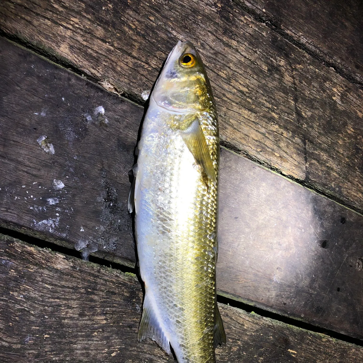 The most recent Yellow-eye mullet catches on Fishbrain
