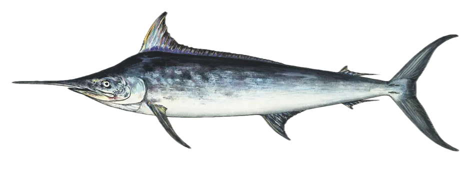 Black marlin