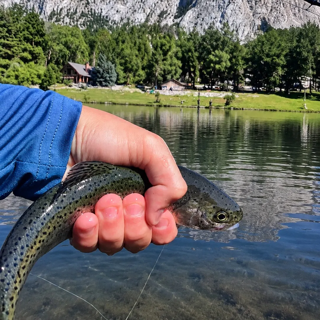 Rainbow trout caught on Fishbrain