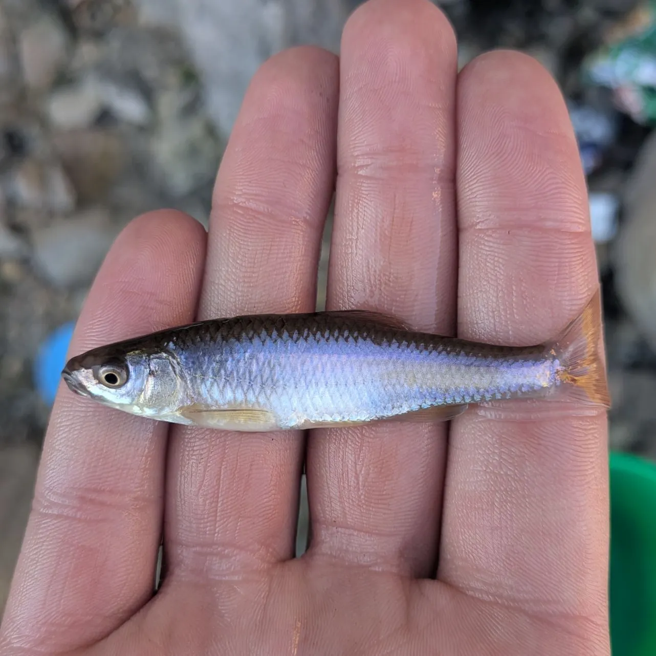 The most recent Spotfin shiner catches on Fishbrain