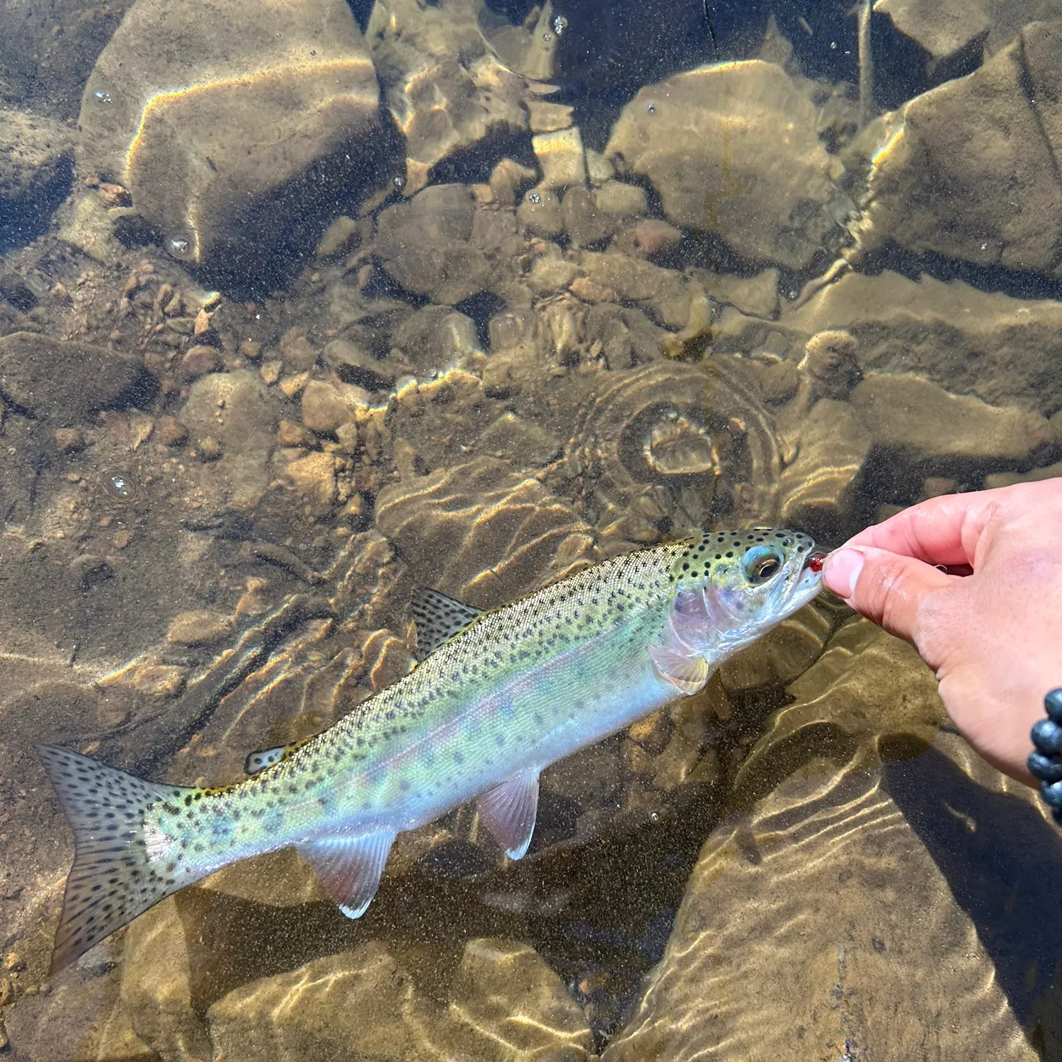 Rainbow trout caught on Fishbrain