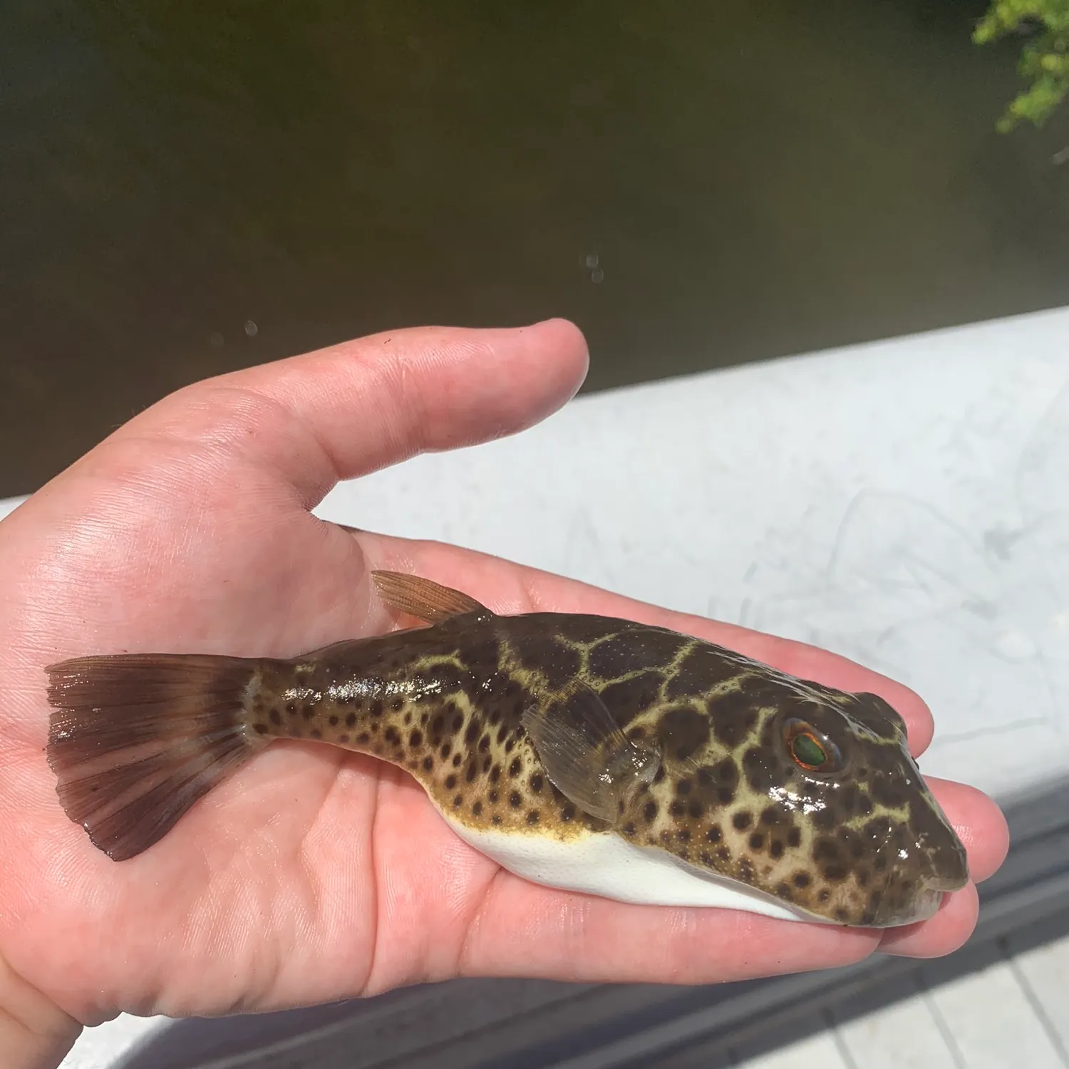 catch