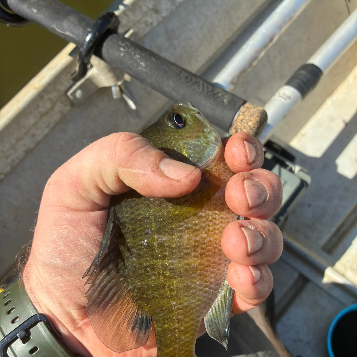 Bluegill caught on Fishbrain