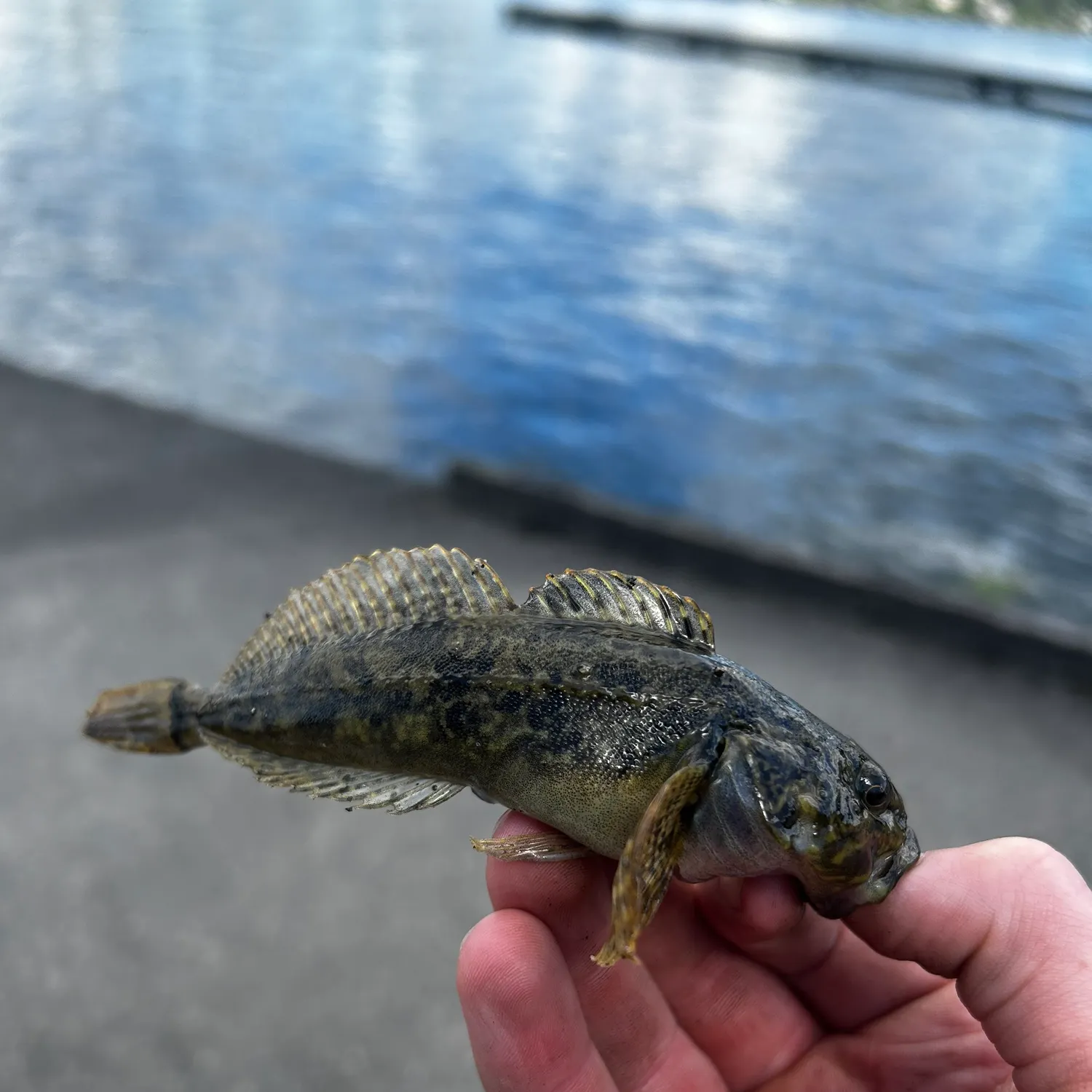 The most recent Mottled sculpin catches on Fishbrain