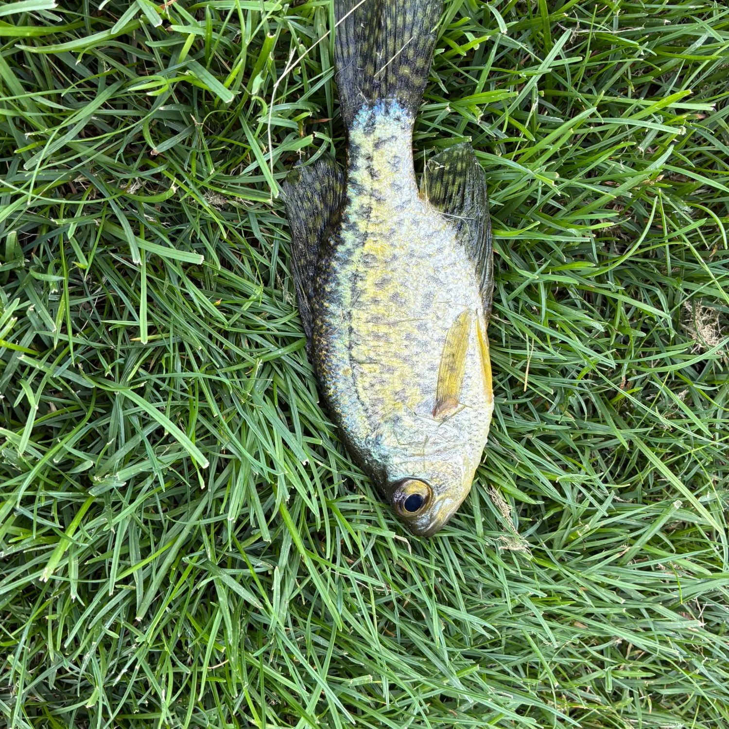 Black crappie caught on Fishbrain